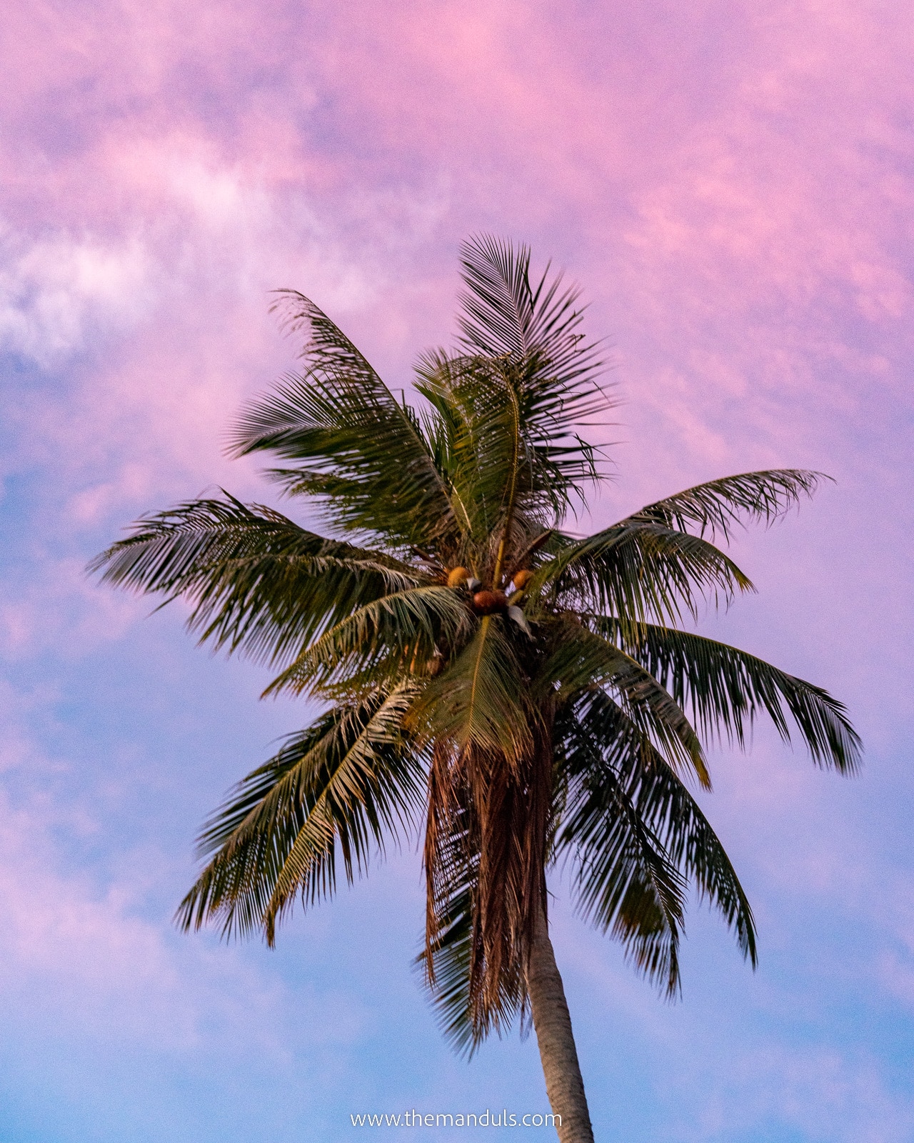 A palm with pink sunset best things to do on Koh Tao, BEst places Koh Tao, attractions, snorkeling Koh Tao, Koh Tao Best Beaches, Koh Tao Itinerary