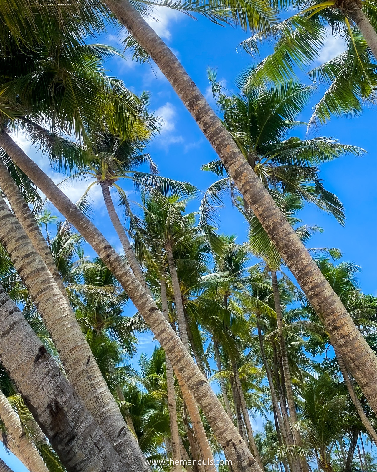 Siargao Cloud 9 beach palm trees