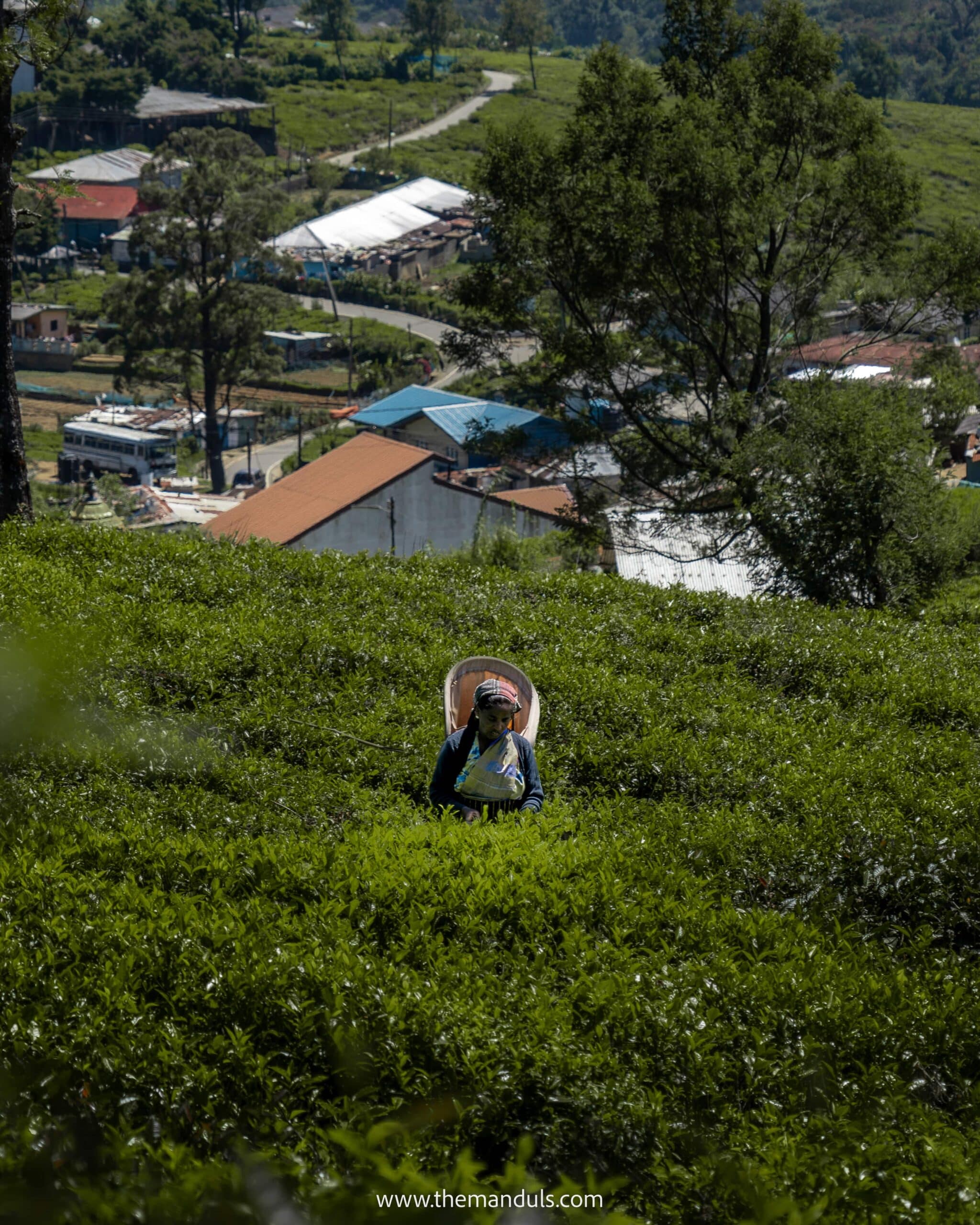 Nuwara Eliya tea plantation worker