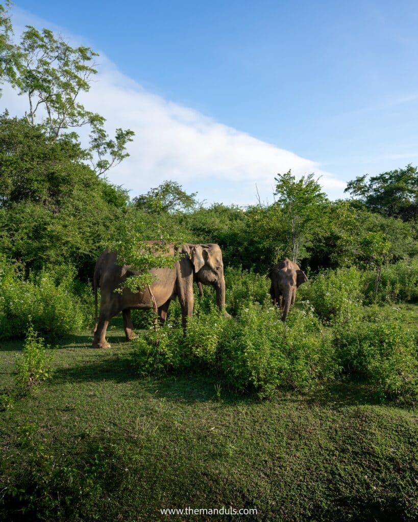 Udawalawe jeep safari elephants herd