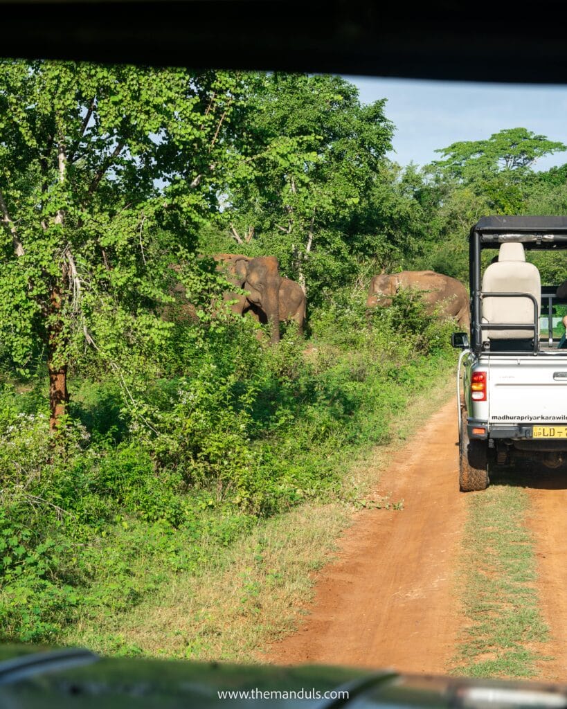 Udawalawe jeep safari jeep and elephants