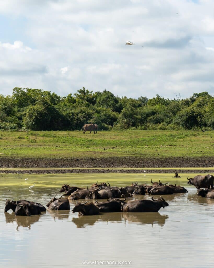 Udawalawe jeep safari water buffalo and elephants