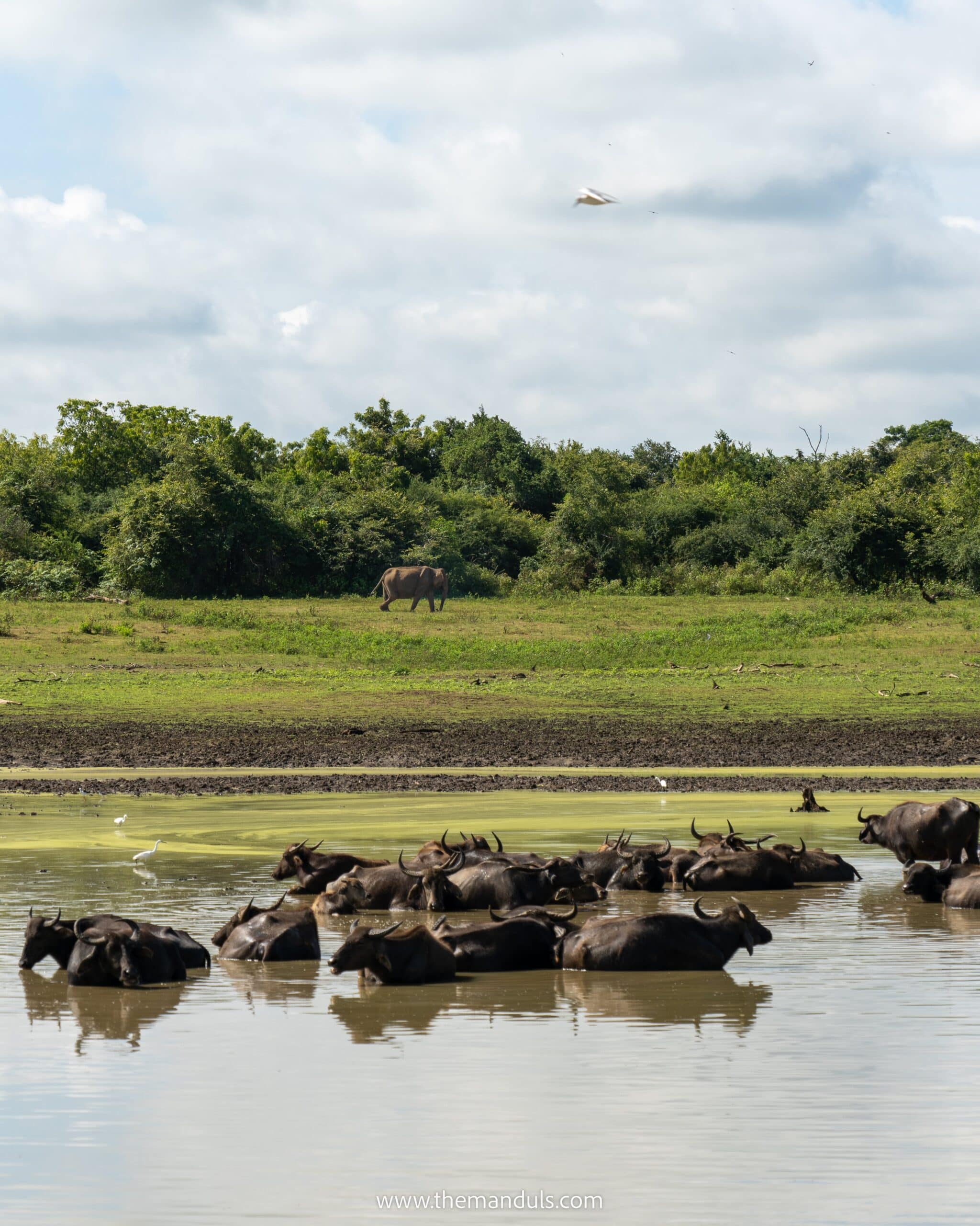 Udawalawe jeep safari - complete guide (Sri Lanka)