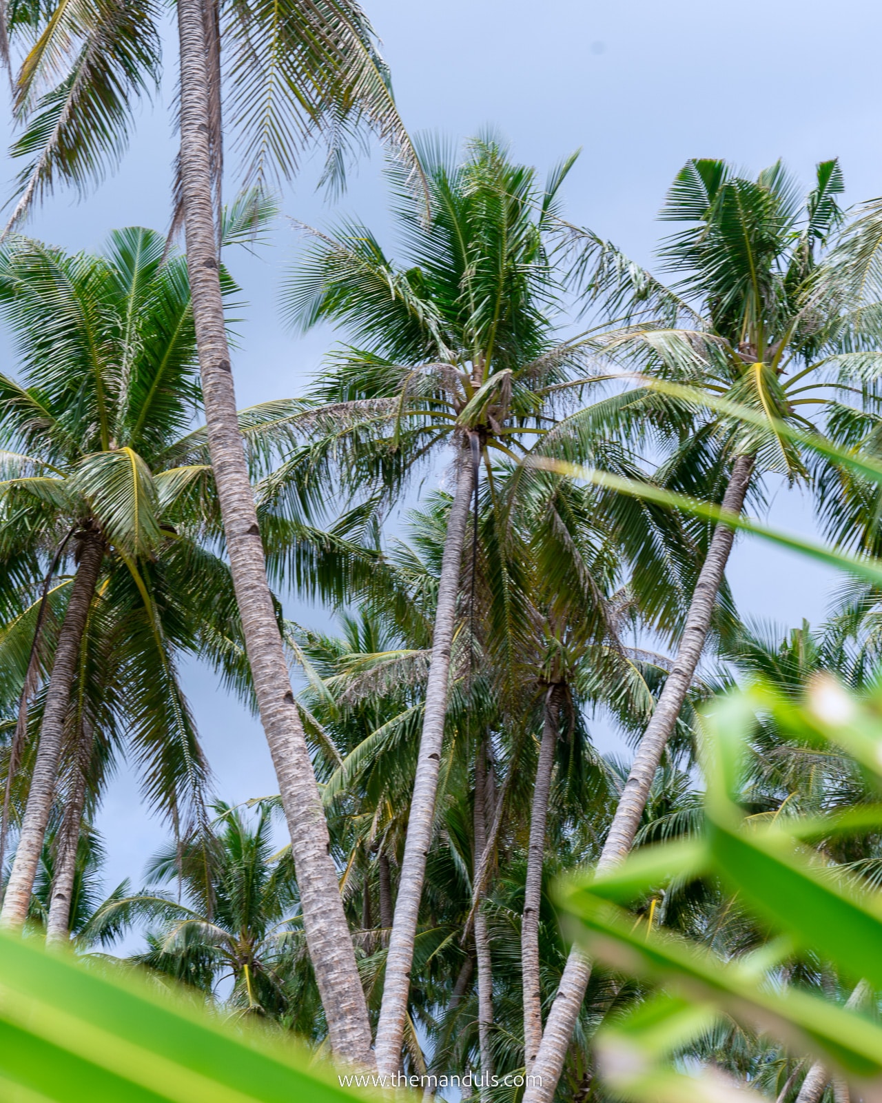 Siargao coconut palm trees drone, coconut road siargao, coconut palm tree