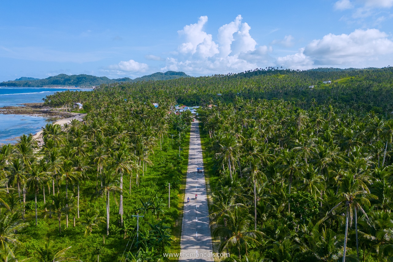 coconut road siargao complete guide, coconut palm tree road siargao, best attractions siargao, siargao tourist spots, things to do in siargao