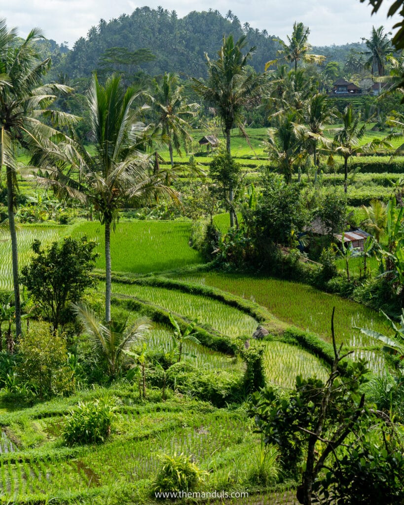 Sidemen rice terrace - hidden gem in East Bali