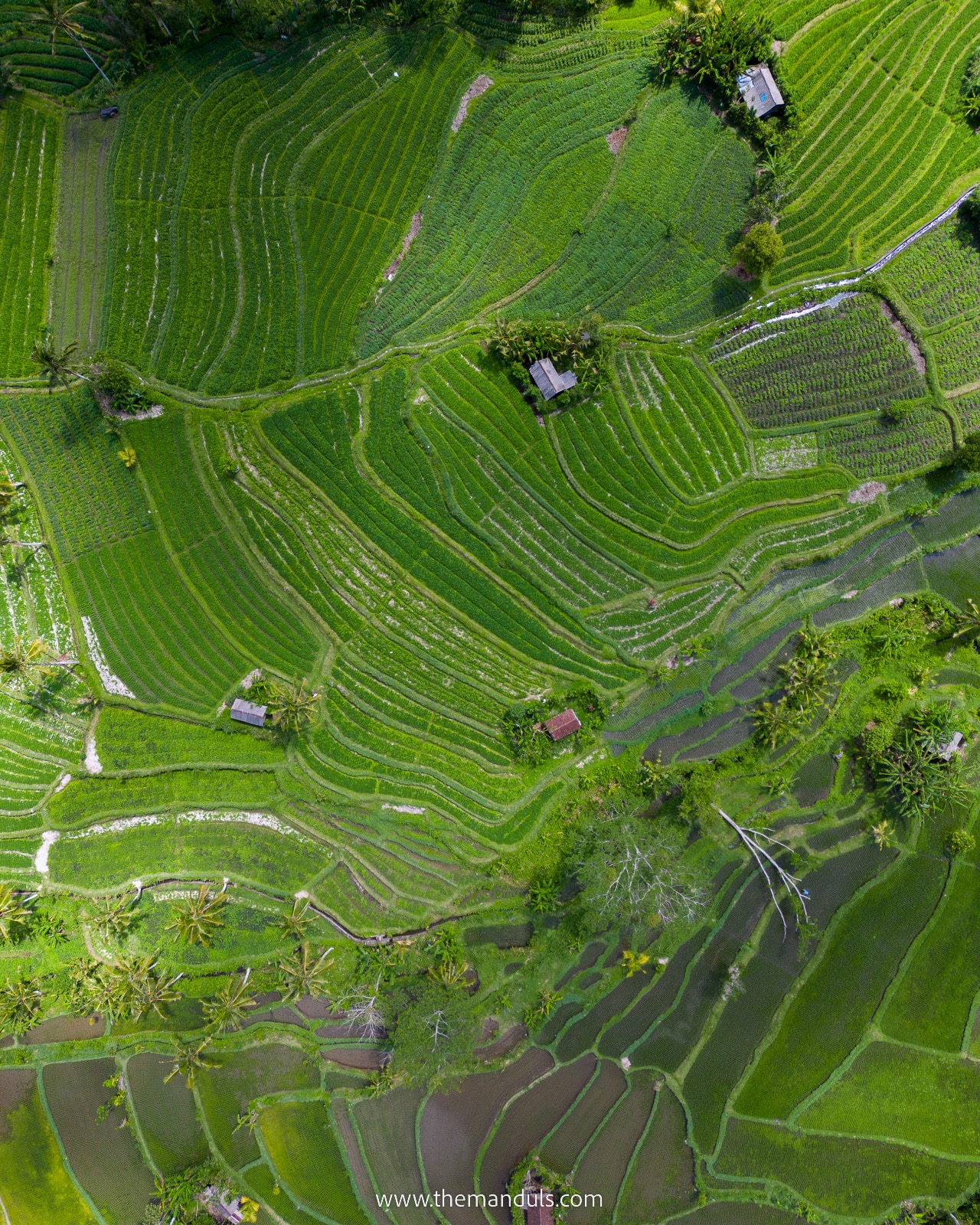 Bali rice fields drone Uud rice fields