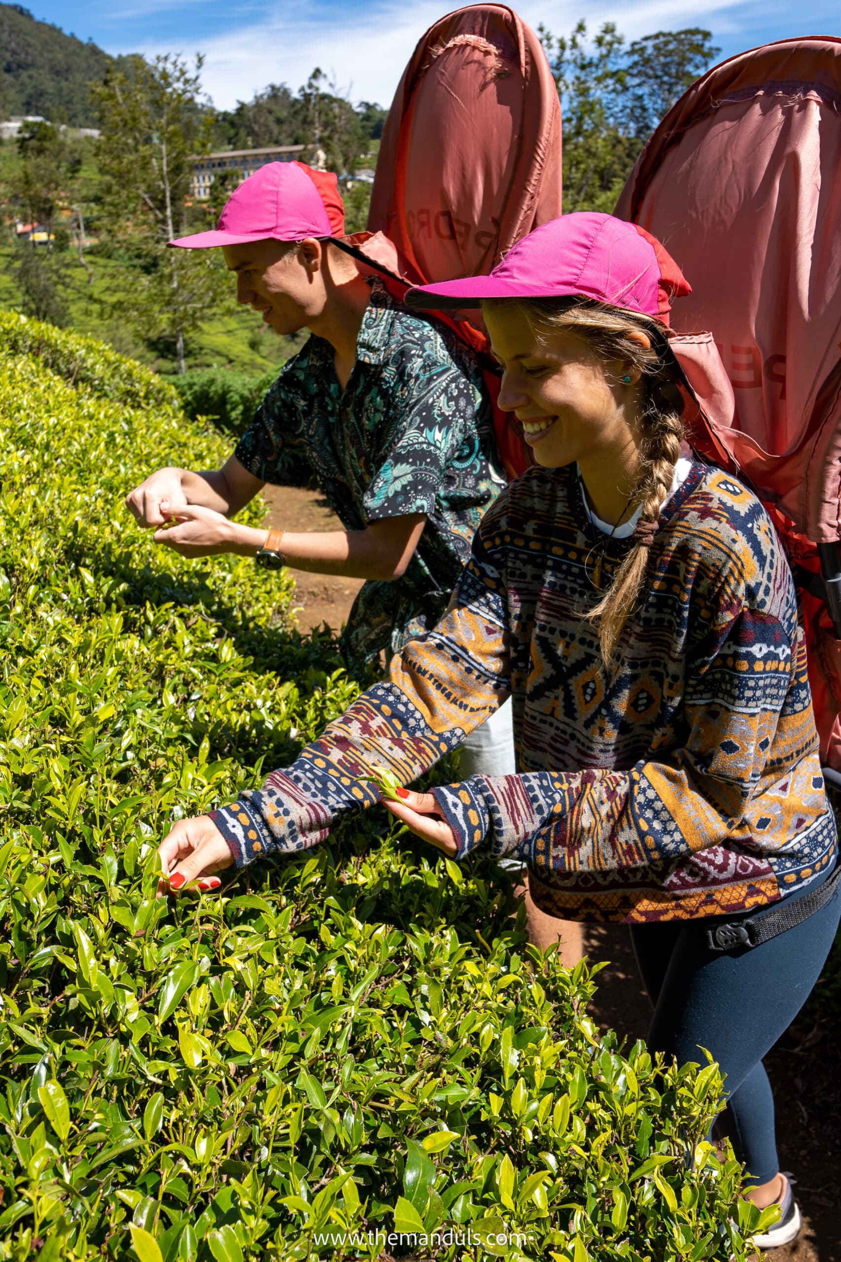 Nuwara Eliya tea plantation tea factory Sri Lanka tea plucking