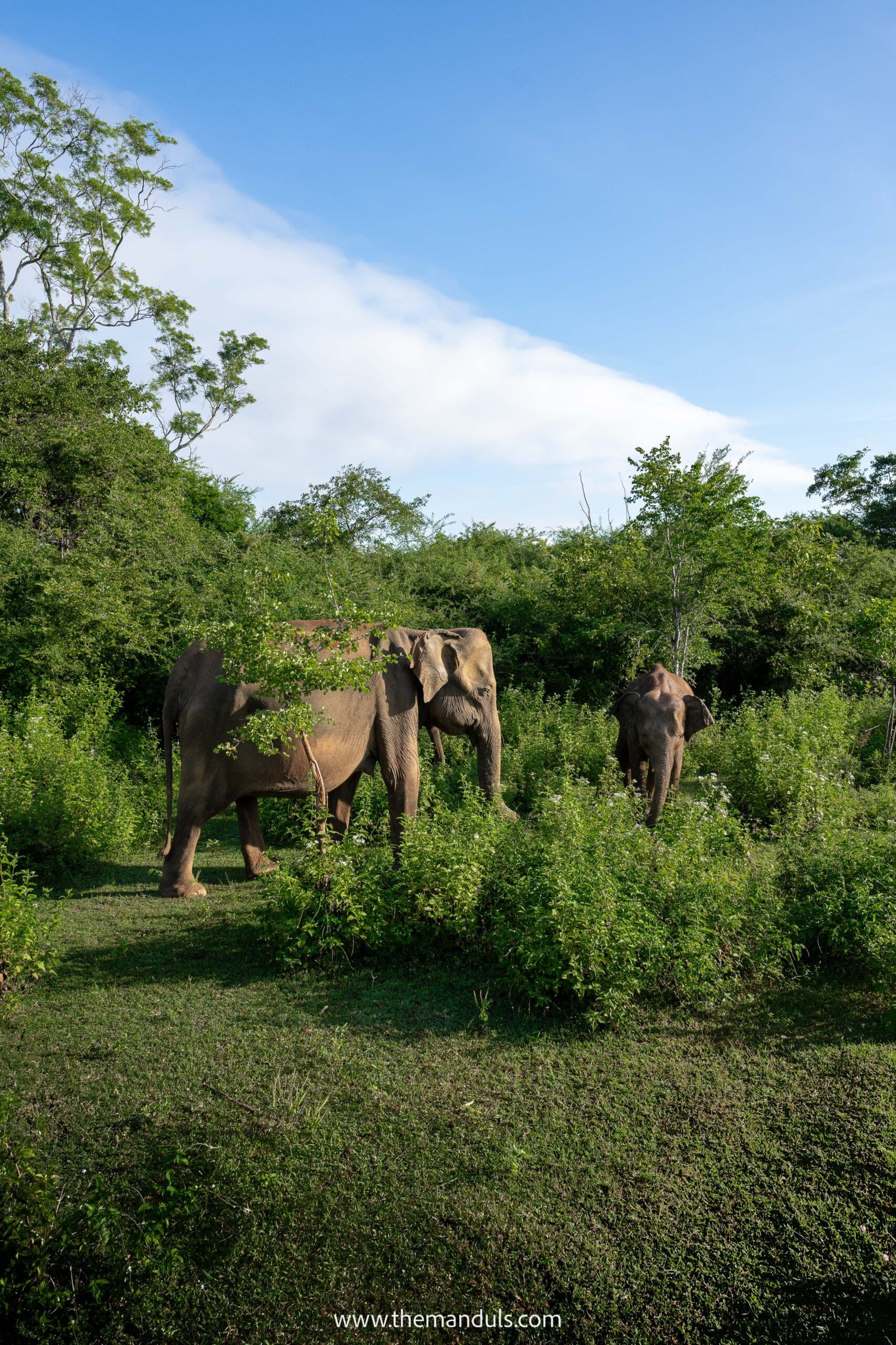 Udawalawe Safari Elephants