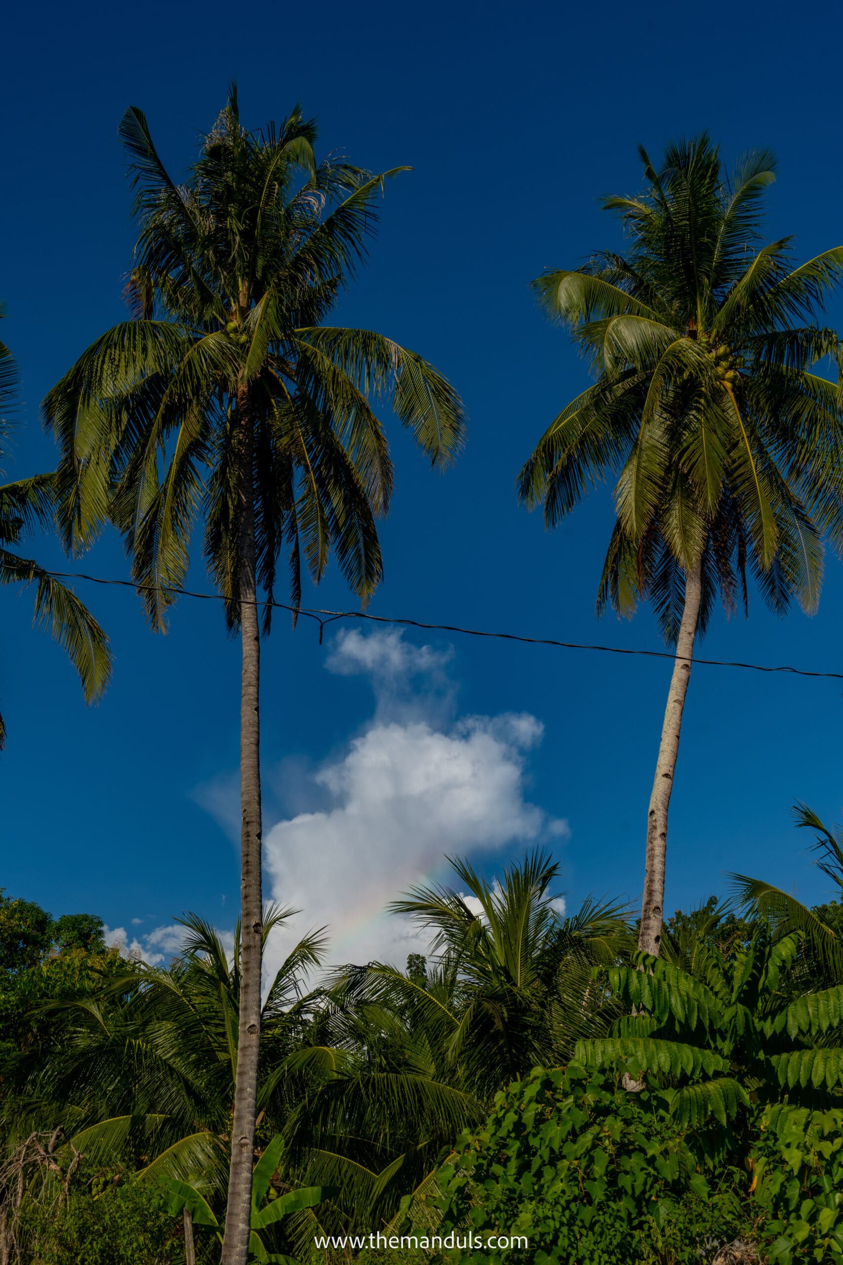 Philippines palms