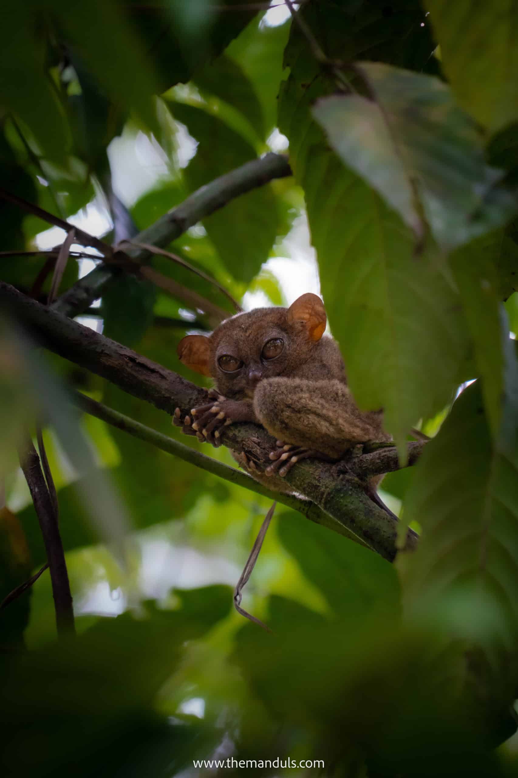 Tarsier Sanctuary Bohol 