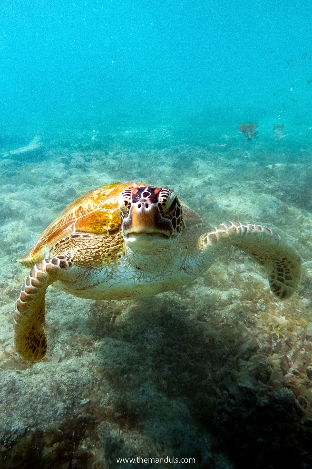 Panagsama Beach Moalboal Cebu Sardine Run