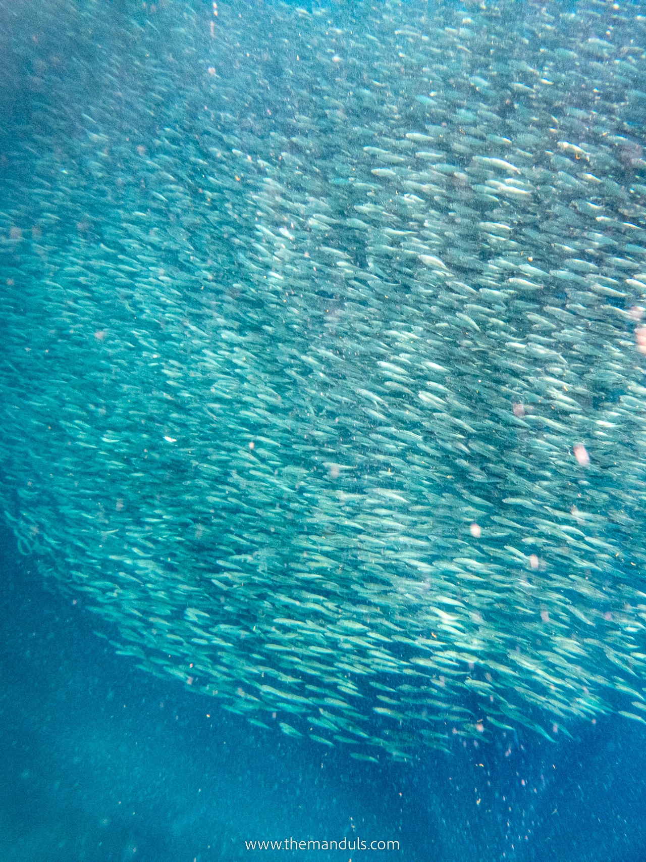 Panagsama Beach Moalboal Cebu Sardine Run