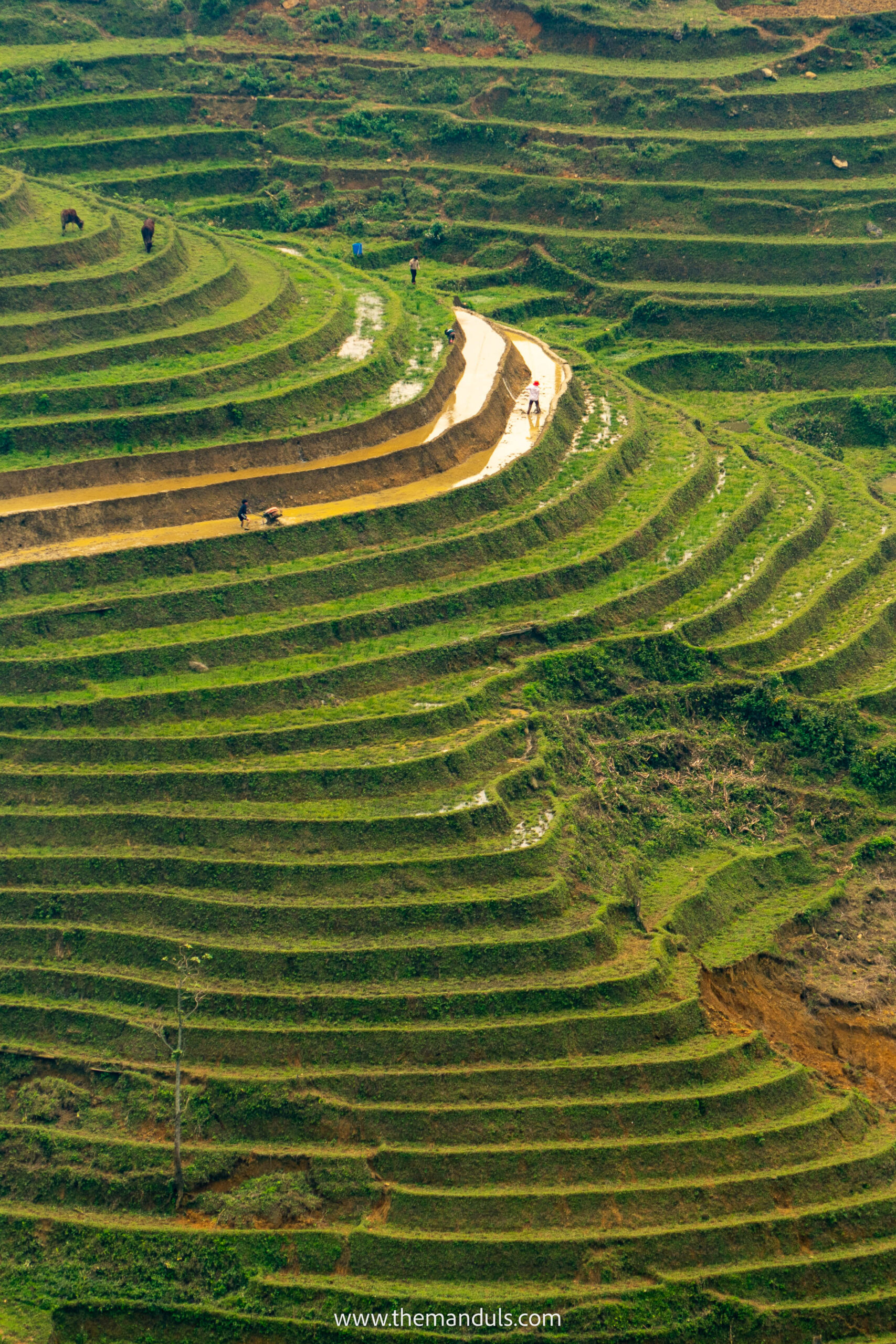 Vietnam Sapa rice fields