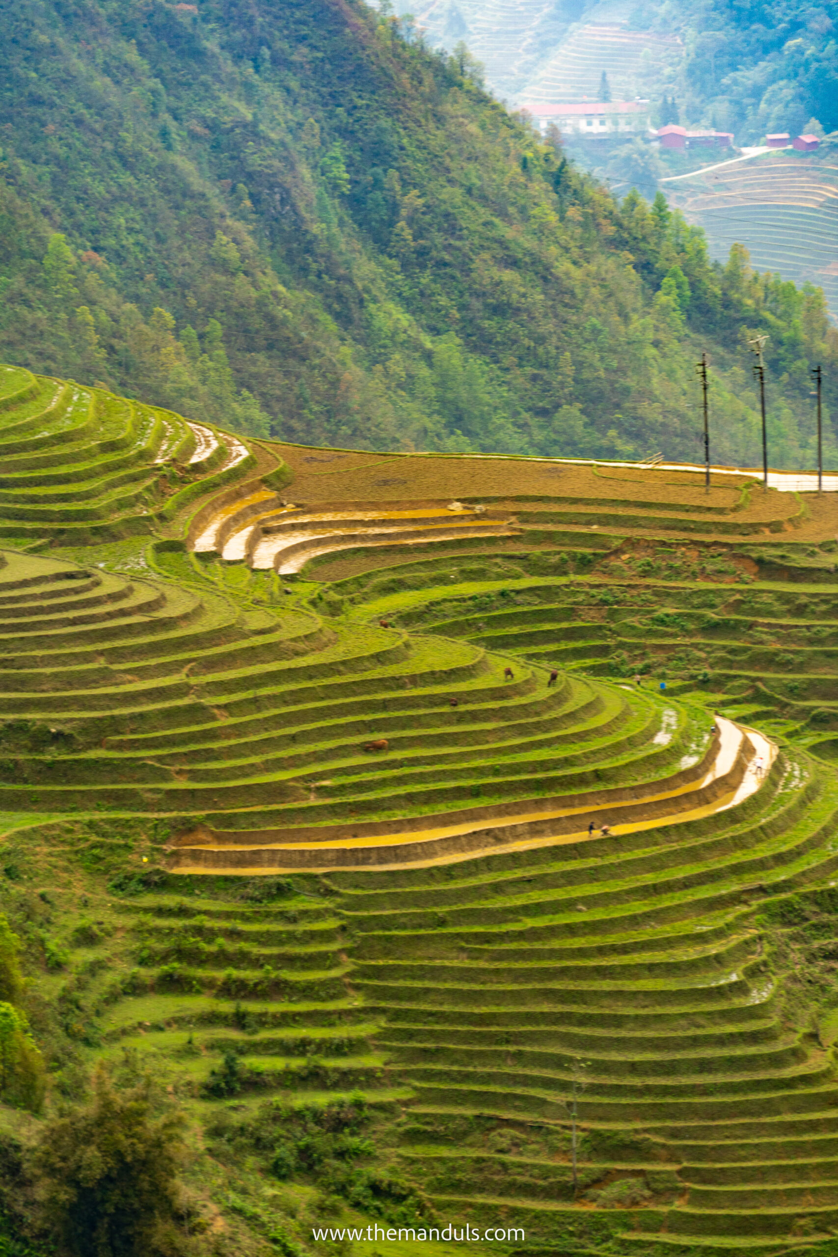 Vietnam Sapa rice fields