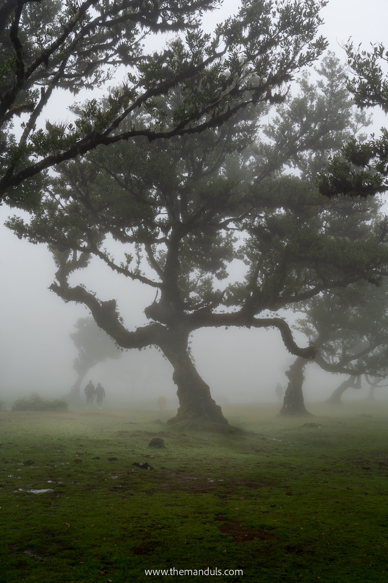 Fanal Forest Madeira 3 Fanal Forest Madeira