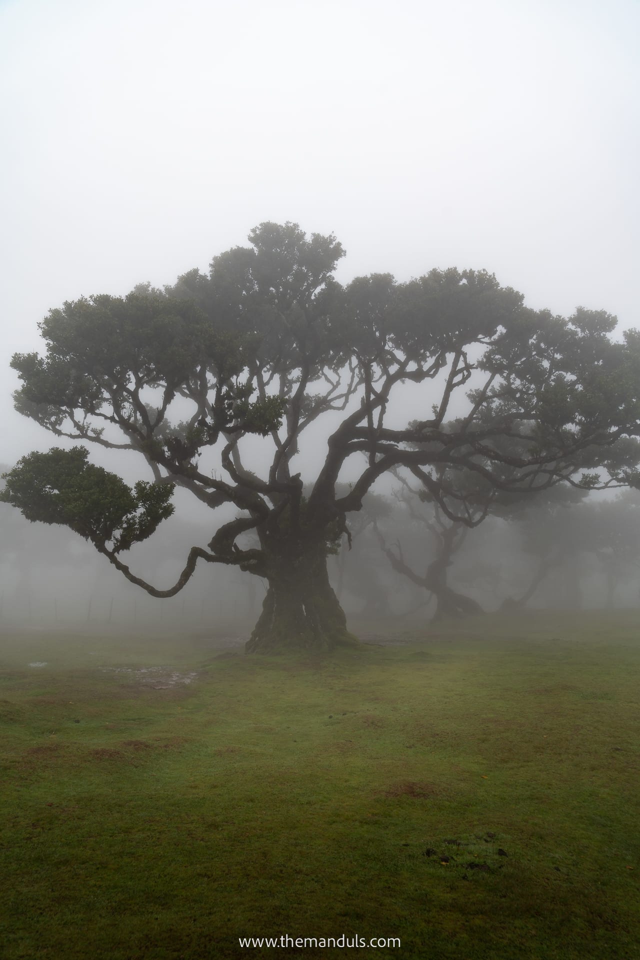 Fanal Forest Madeira 4 Fanal Forest Madeira