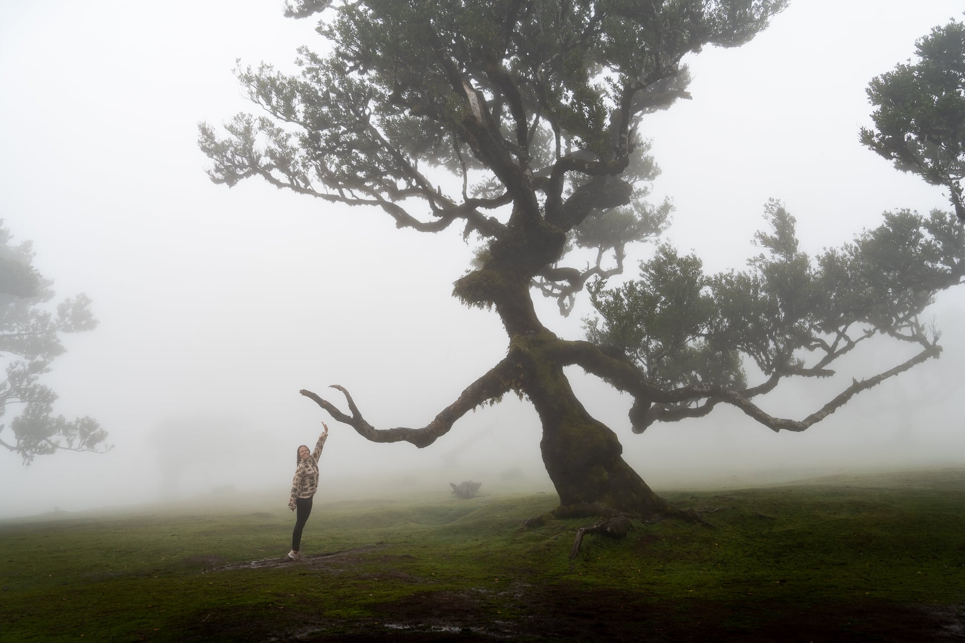 Fanal Forest Madeira
