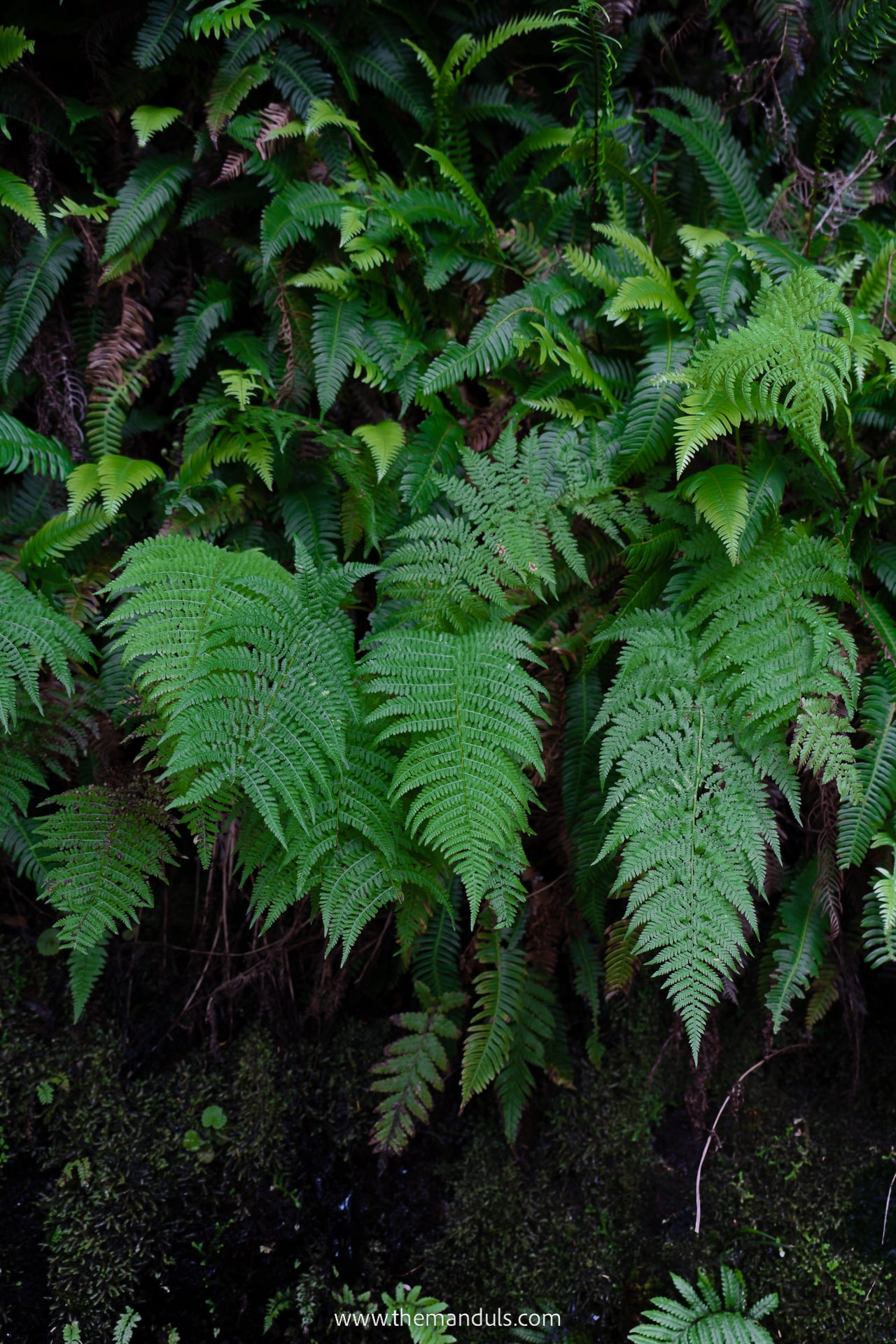PR 6 Levada das 25 fontes and Risco Waterfall 6
