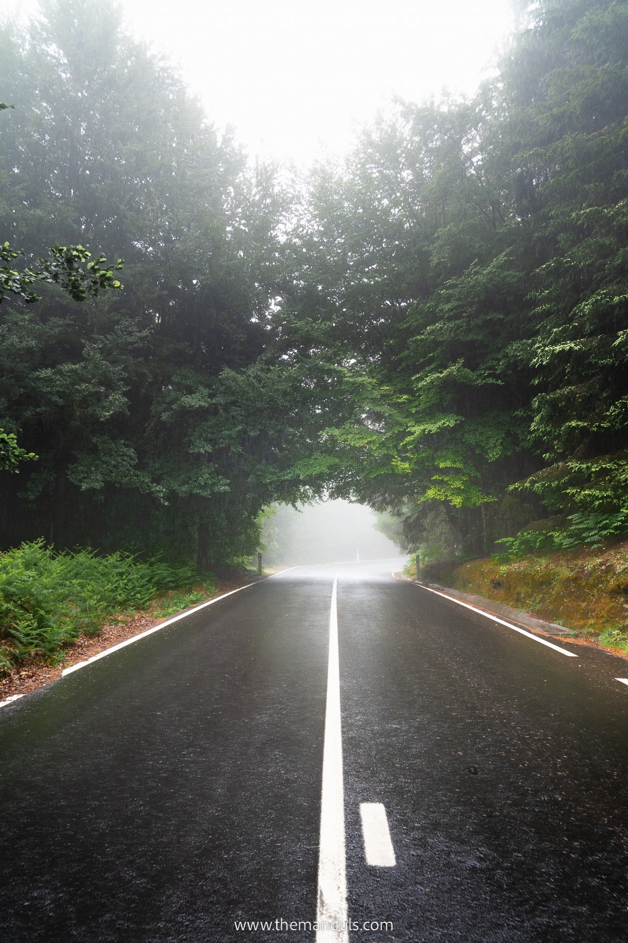 Renting a car in Madeira 3 a road with trees on the side
