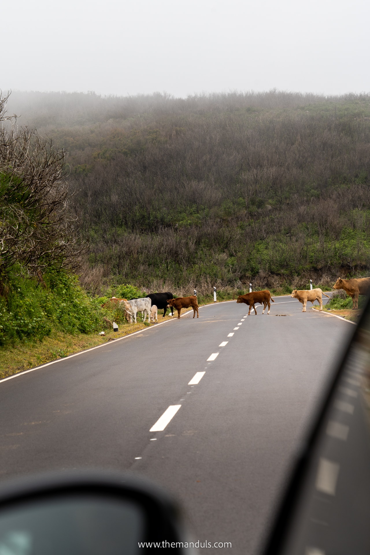 Renting a car in Madeira 7 a group of cows crossing a road in Madeira