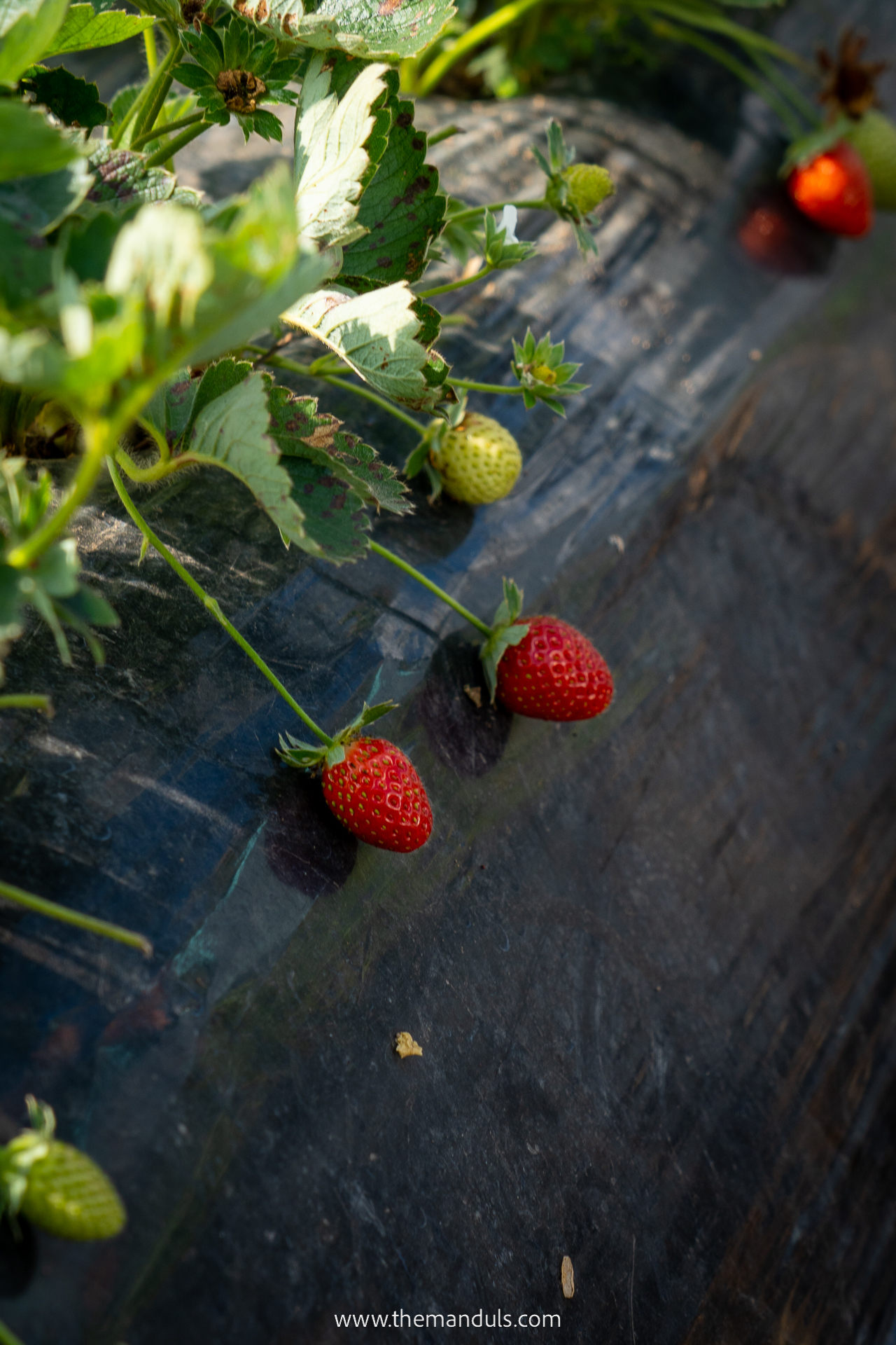 Stawberry farm Bedugul Things to do 1