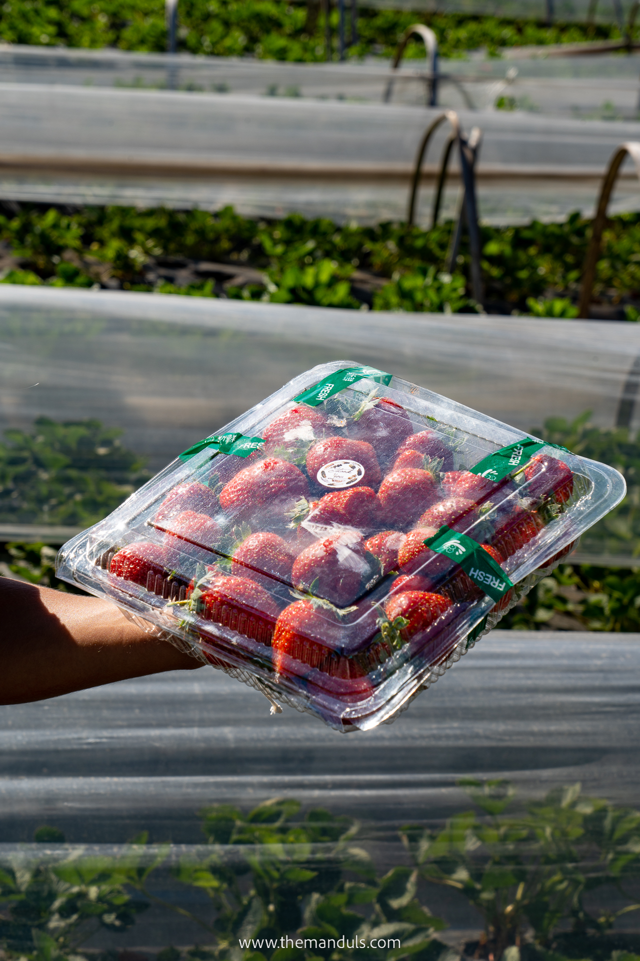 Stawberry farm Bedugul Things to do