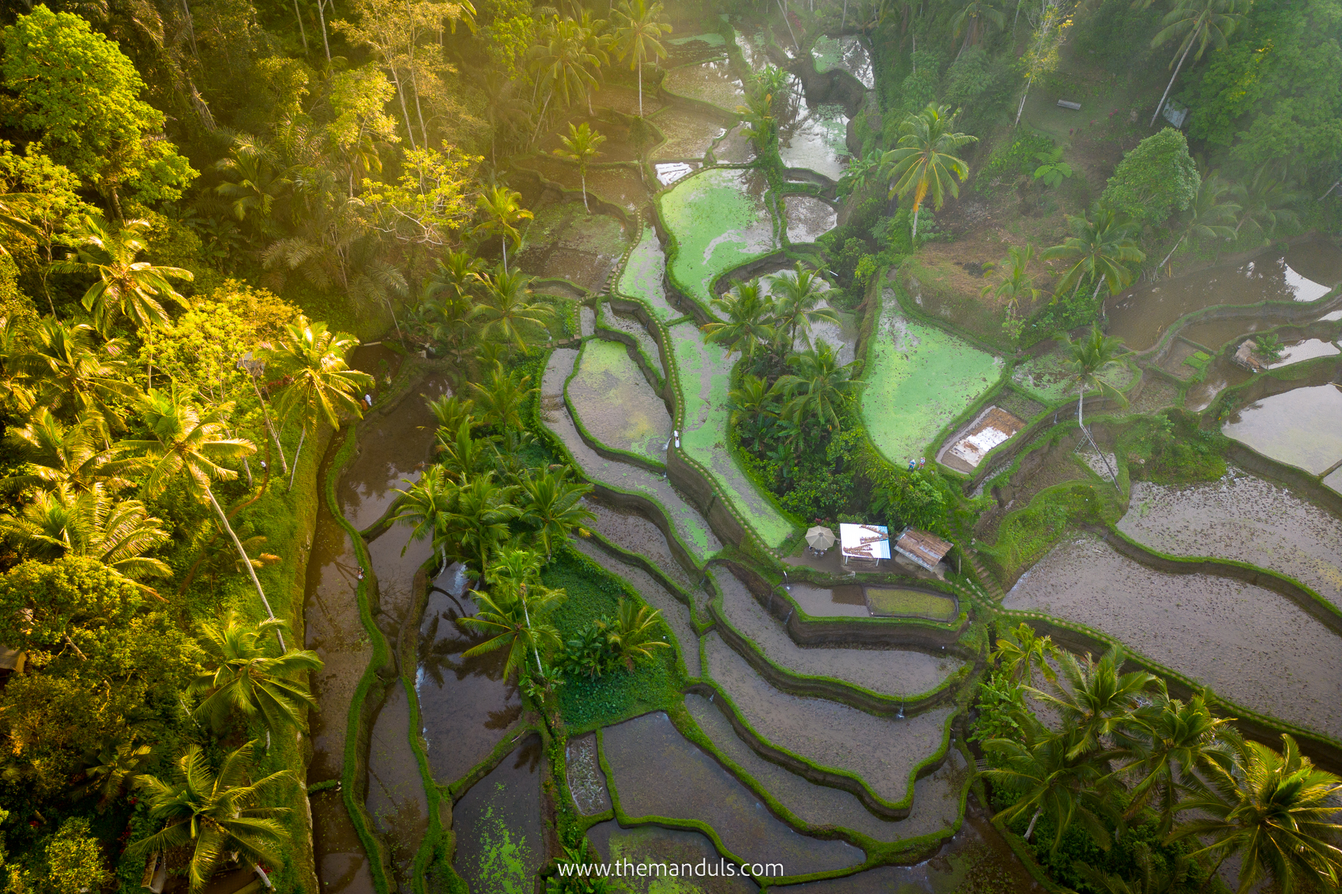 Tegalalang Rice Terrace 10 Tegalalang Rice Terrace