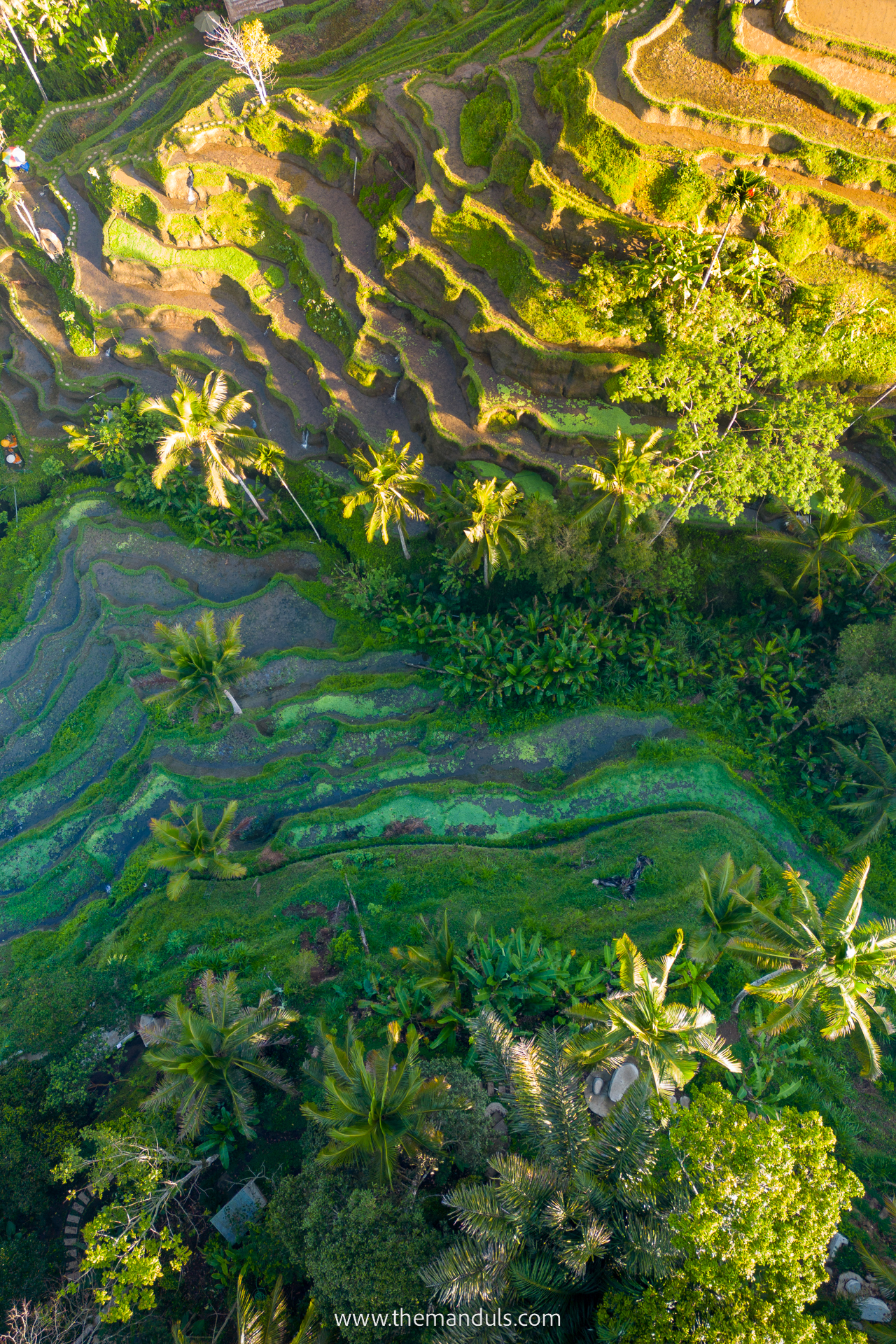 Tegalalang Rice Terrace 11 Tegalalang Rice Terrace