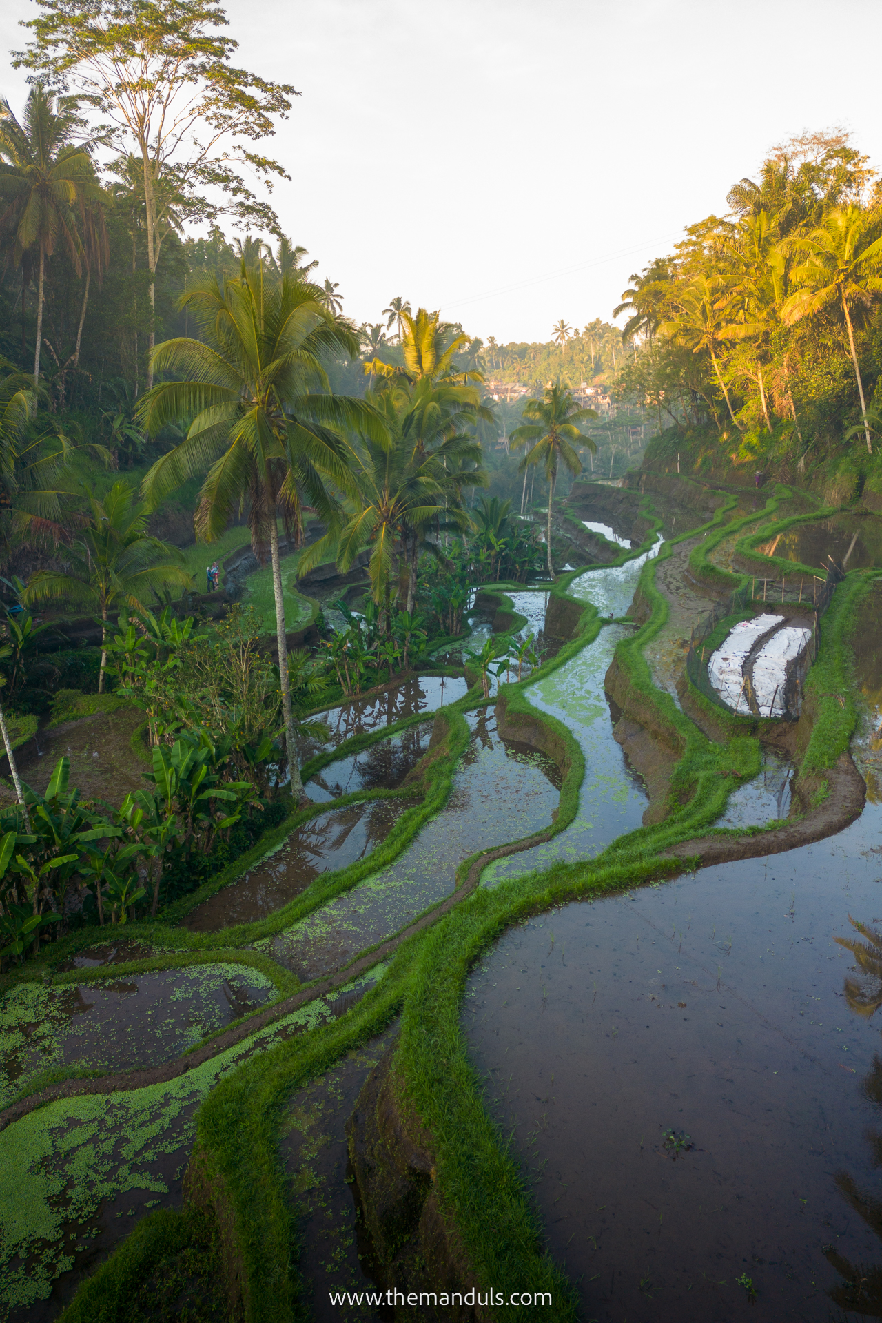 Tegalalang Rice Terrace 17 Tegalalang Rice Terrace