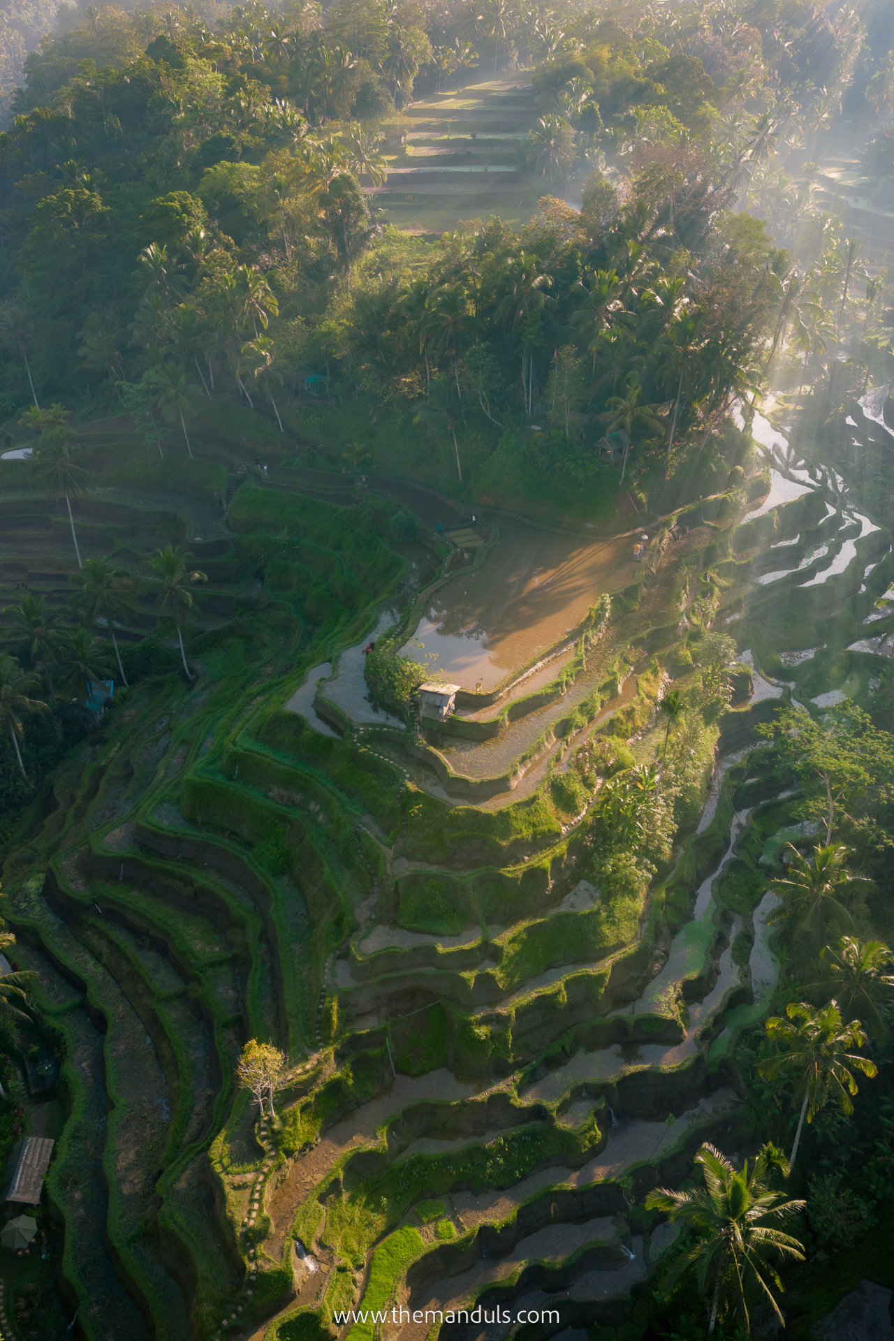 Tegalalang Rice Terrace 20 Tegalalang Rice Terrace