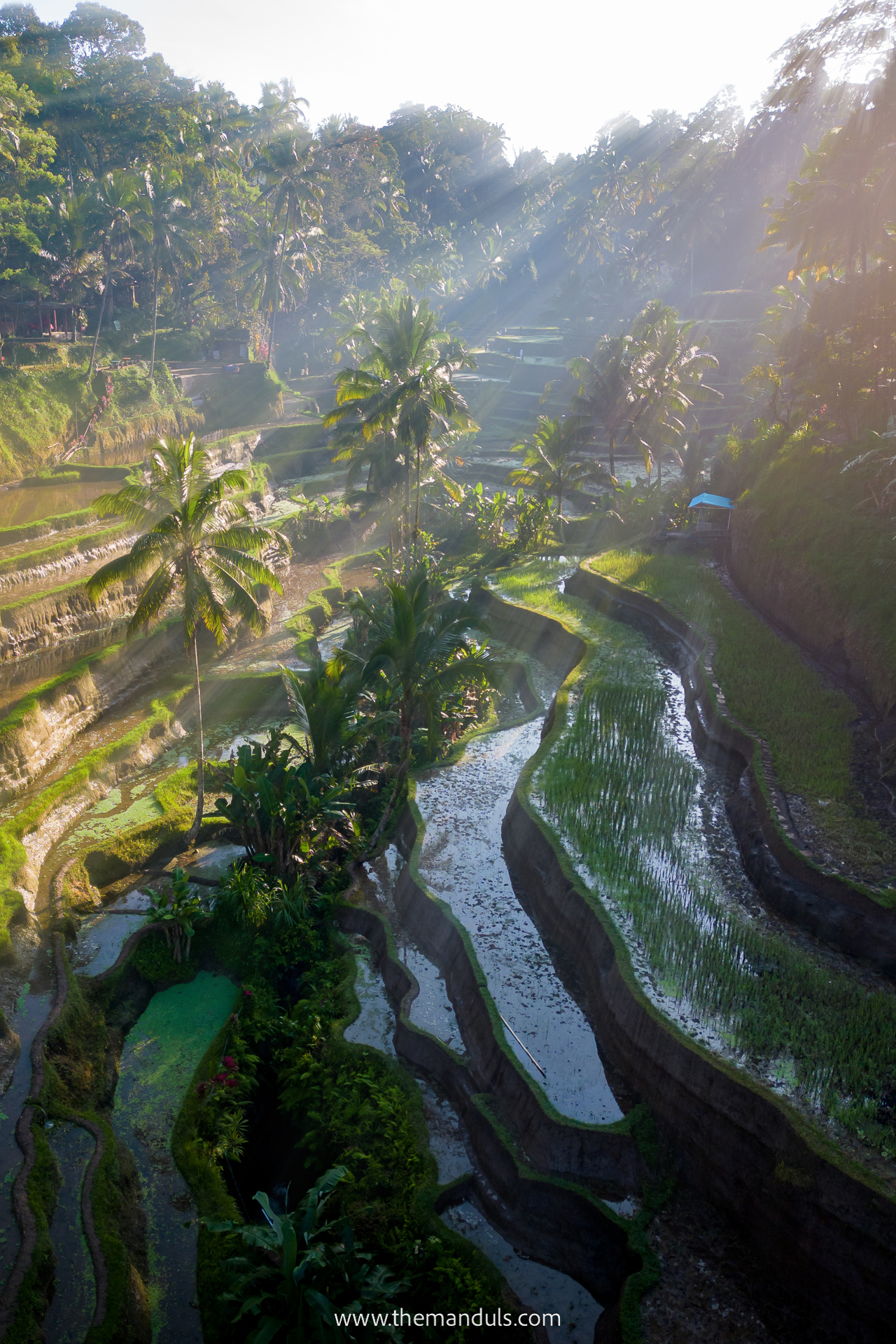 Tegalalang Rice Terrace 25 Tegalalang Rice Terrace