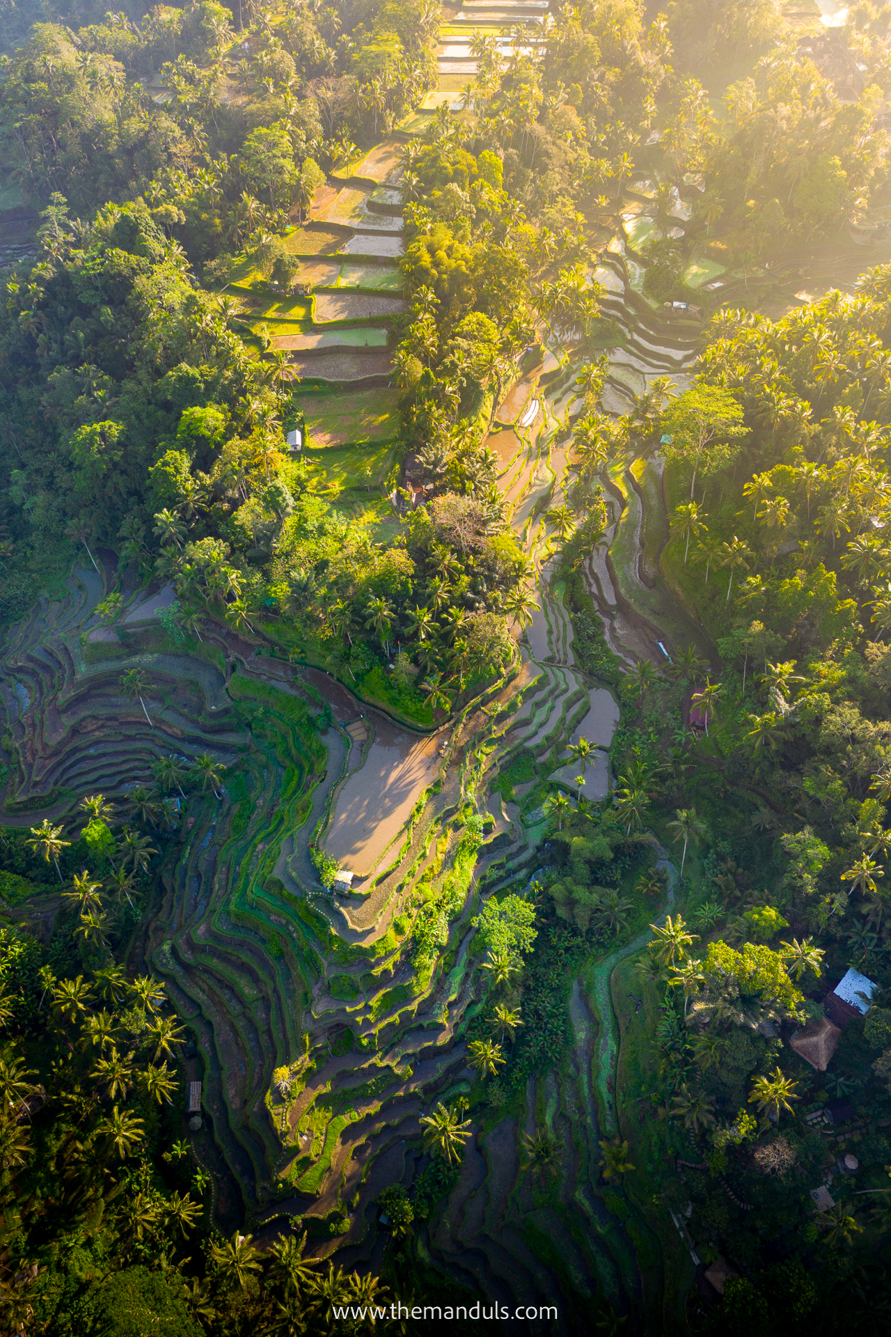 Tegalalang Rice Terrace 8 Tegalalang Rice Terrace