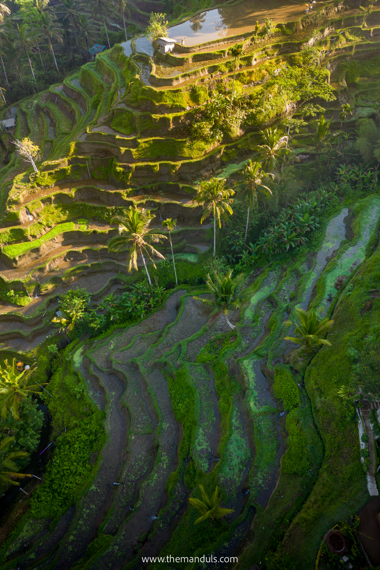 Tegalalang Rice Terrace 9 Tegalalang Rice Terrace