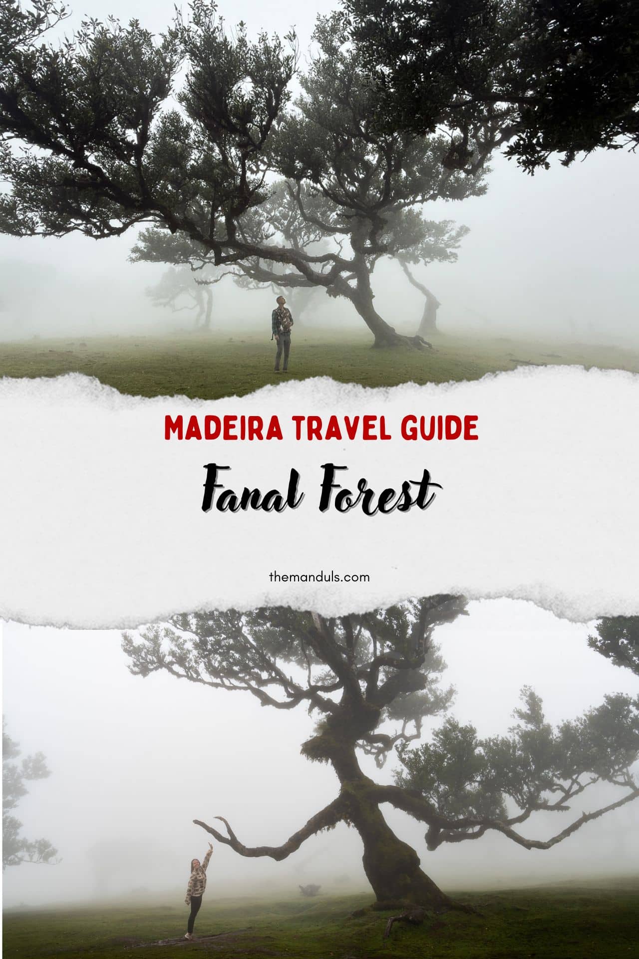 fanal forest pinterest
