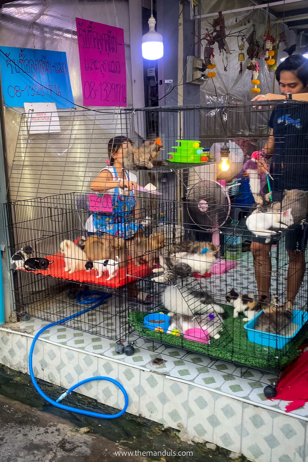 Chatuchak Weekend Market Bangkok 11 Chatuchak Weekend Market pet zone