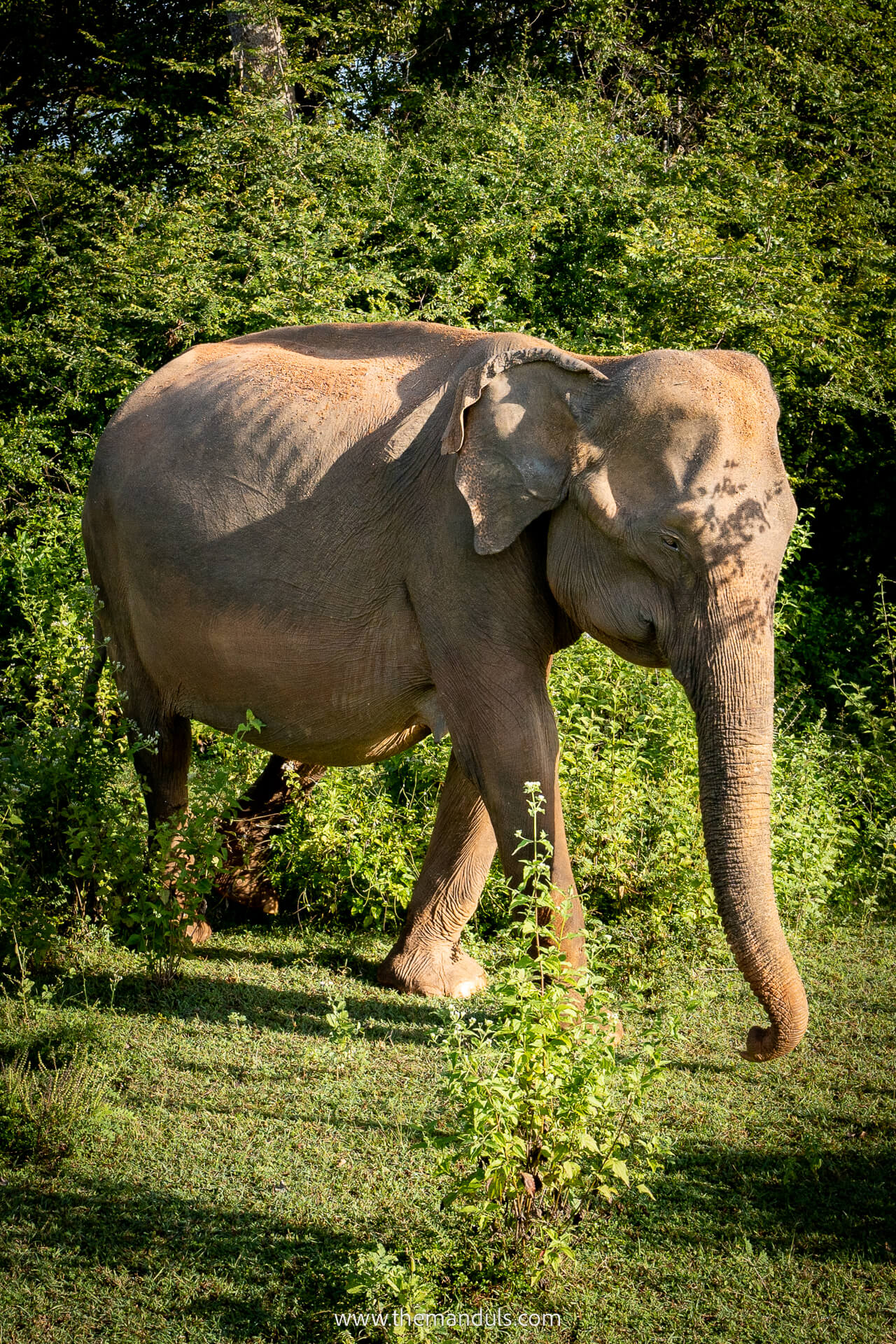 Chiang Mai Elephant Sanctuary 1 Chiang Mai Elephant Sanctuary