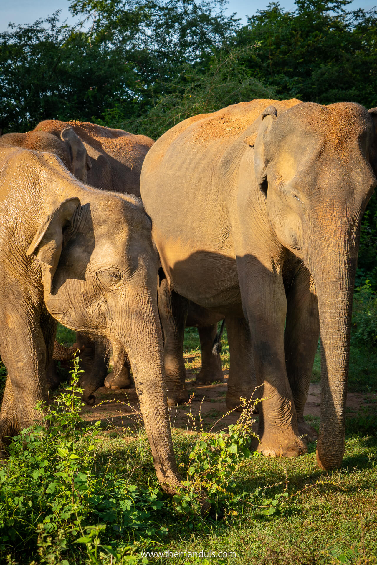 Chiang Mai Elephant Sanctuary Chiang Mai Elephant Sanctuary