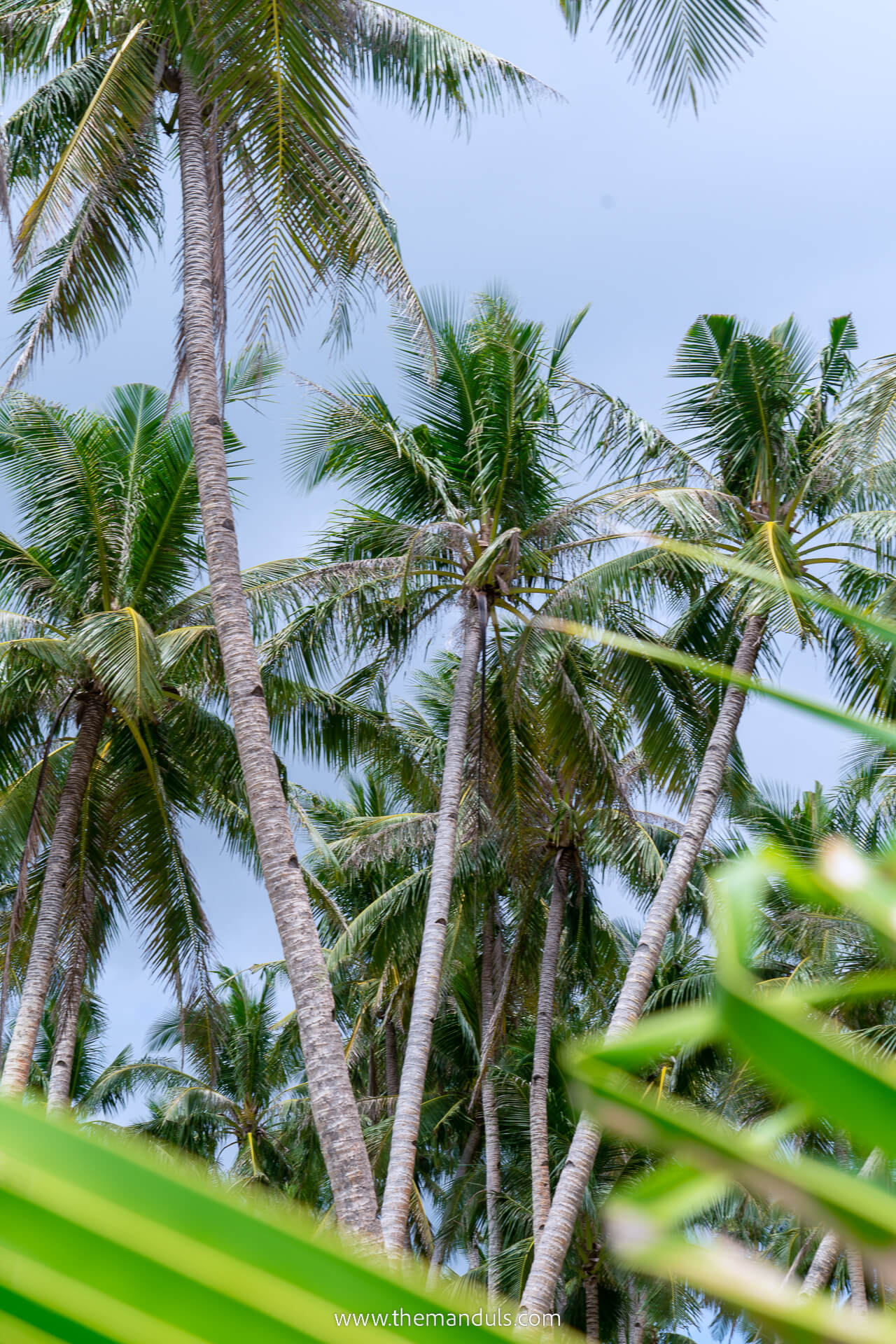 Palm trees