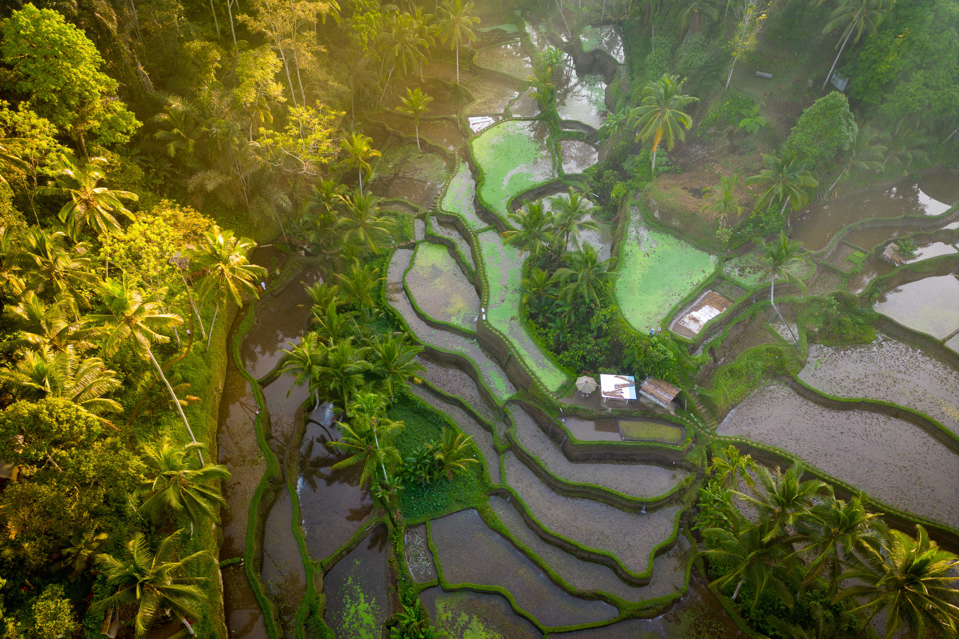 Things to do in Ubud