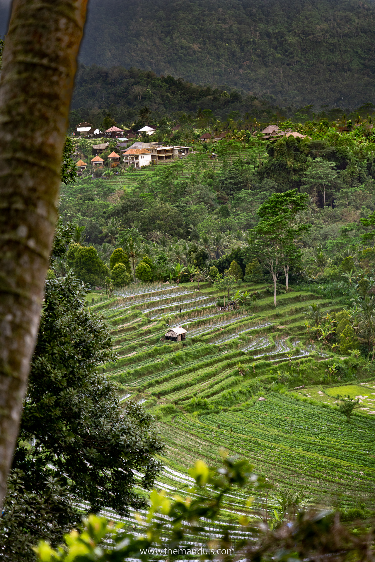 sidemen rice fields