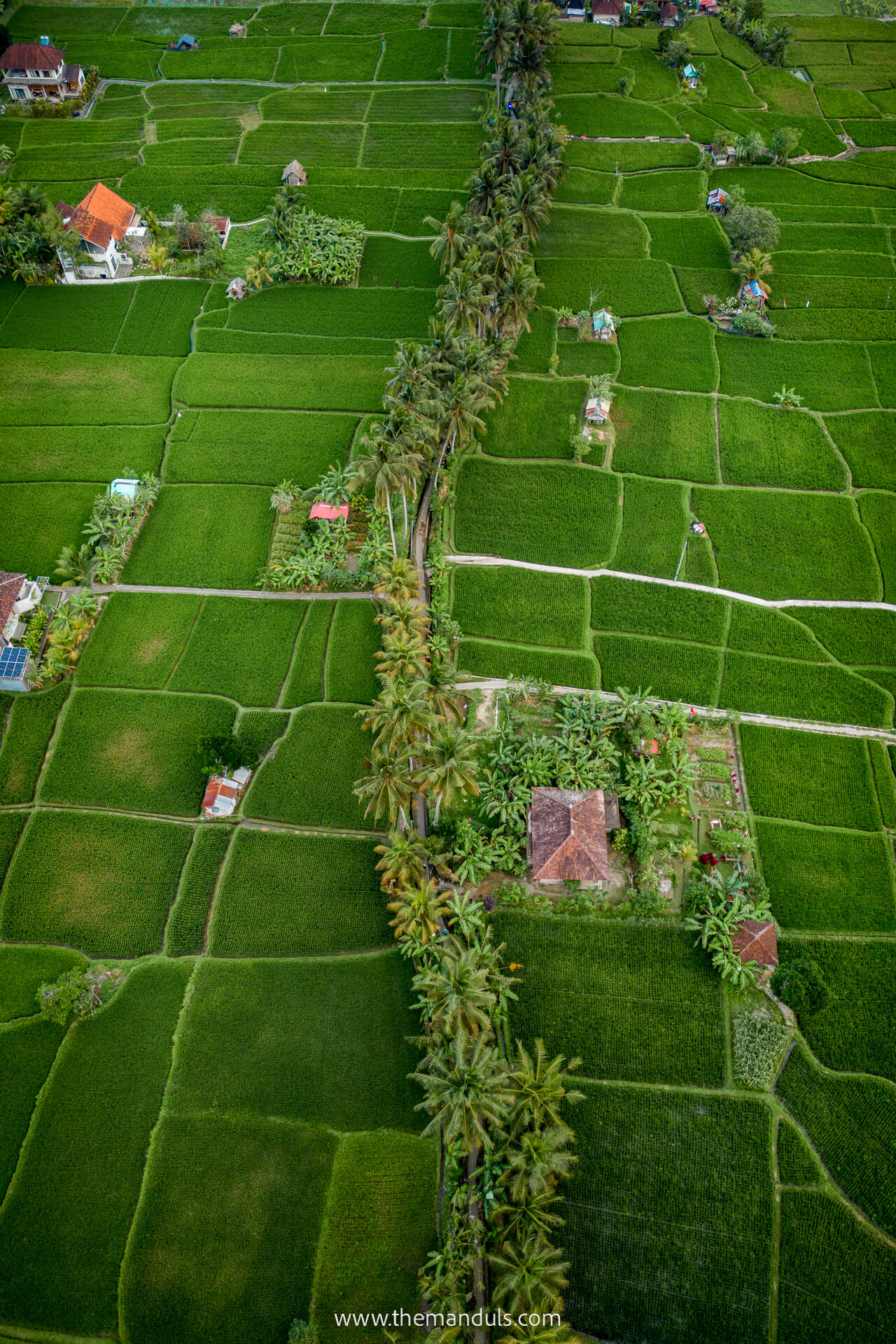 Ubud rice fields