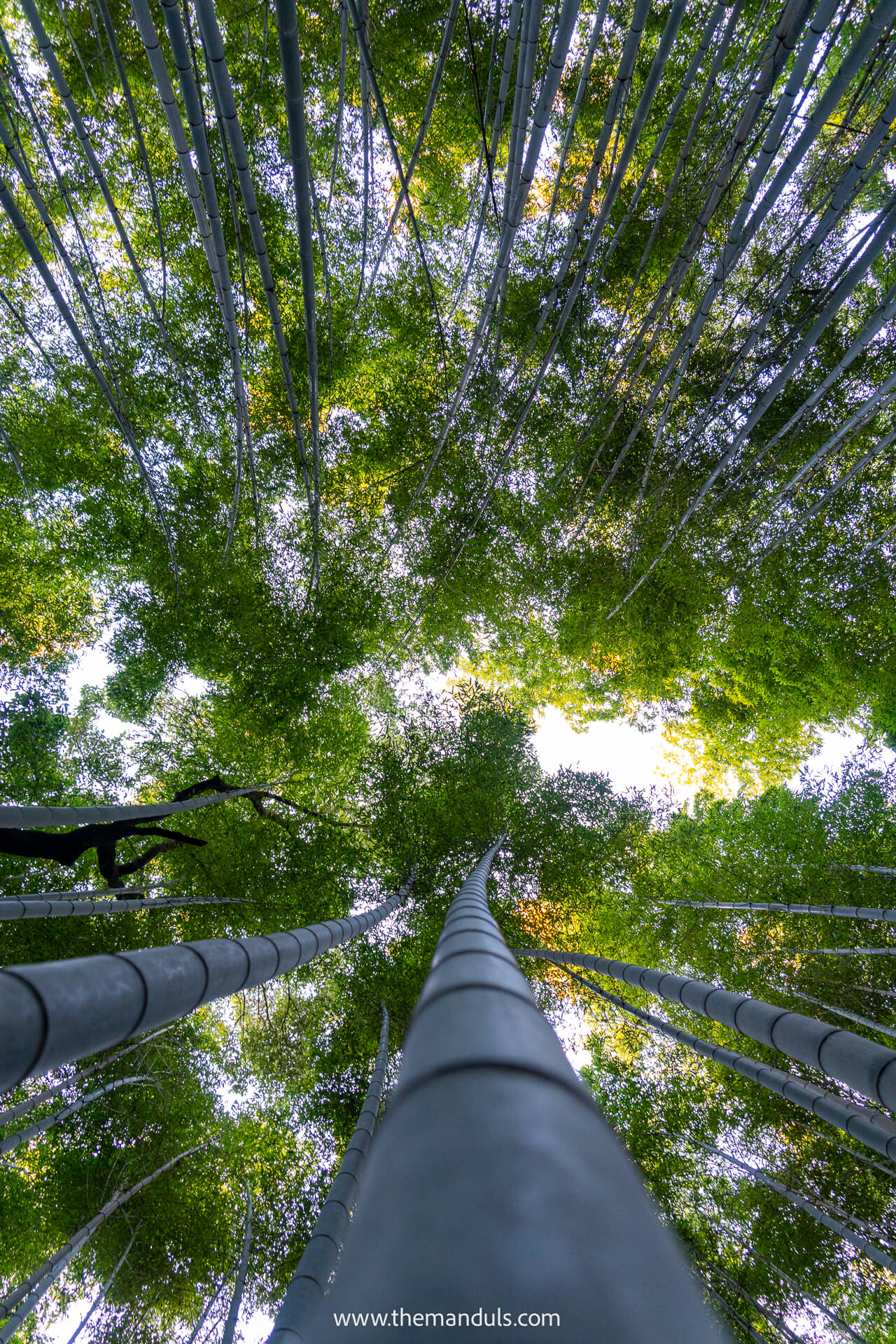 Bamboo forest Arashiyama Kyoto