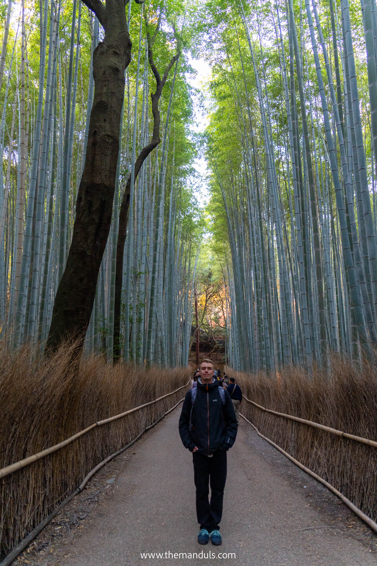 Bamboo forest Arashiyama Kyoto 2 Bamboo forest Arashiyama Kyoto
