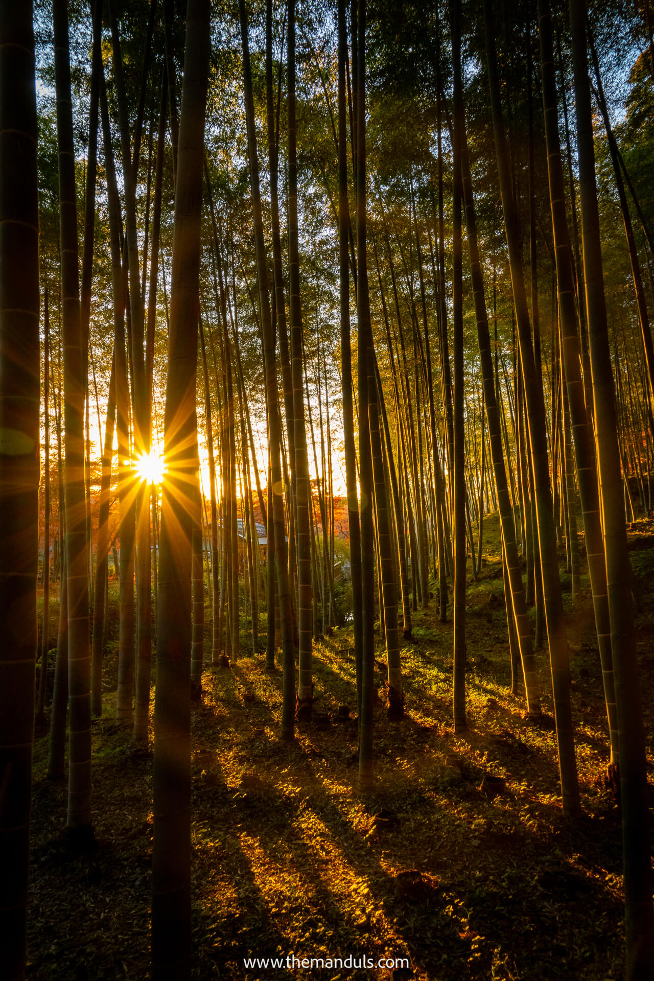Bamboo forest Arashiyama Kyoto