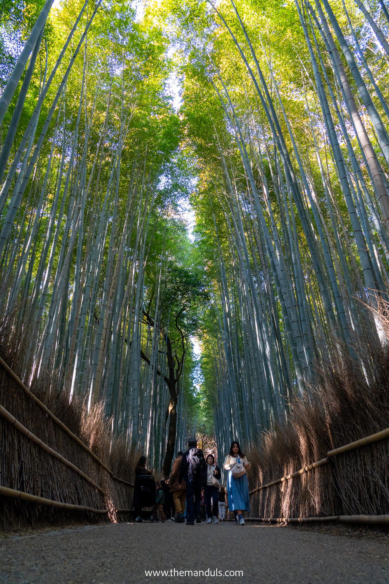 Bamboo forest Arashiyama Kyoto