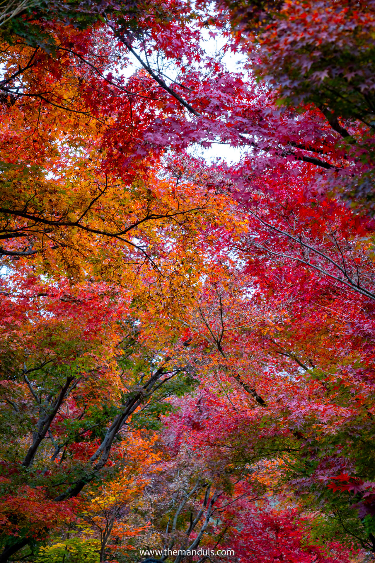 Eikando temple Kyoto