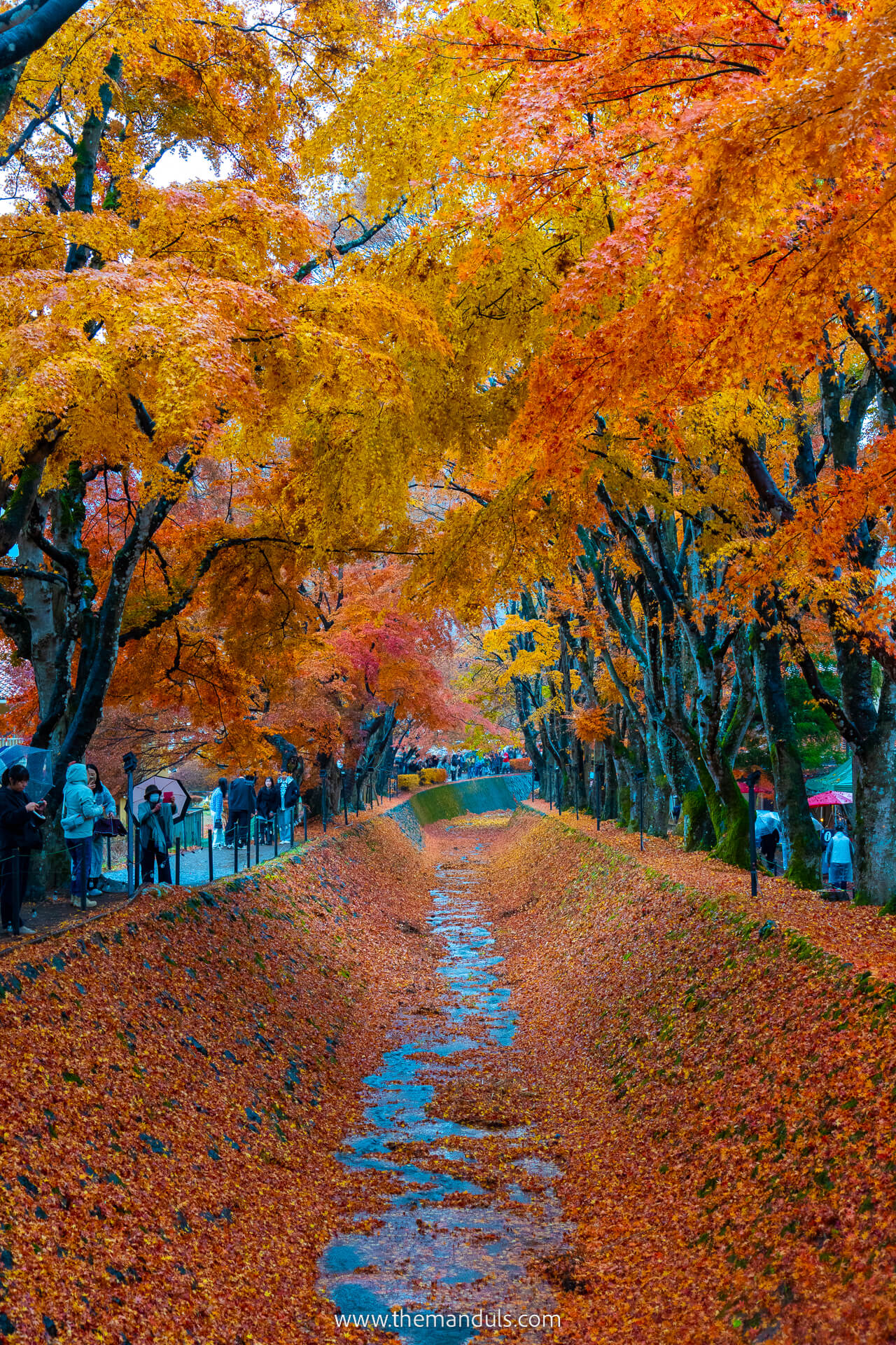 Mount Fuji Momiji Corridor