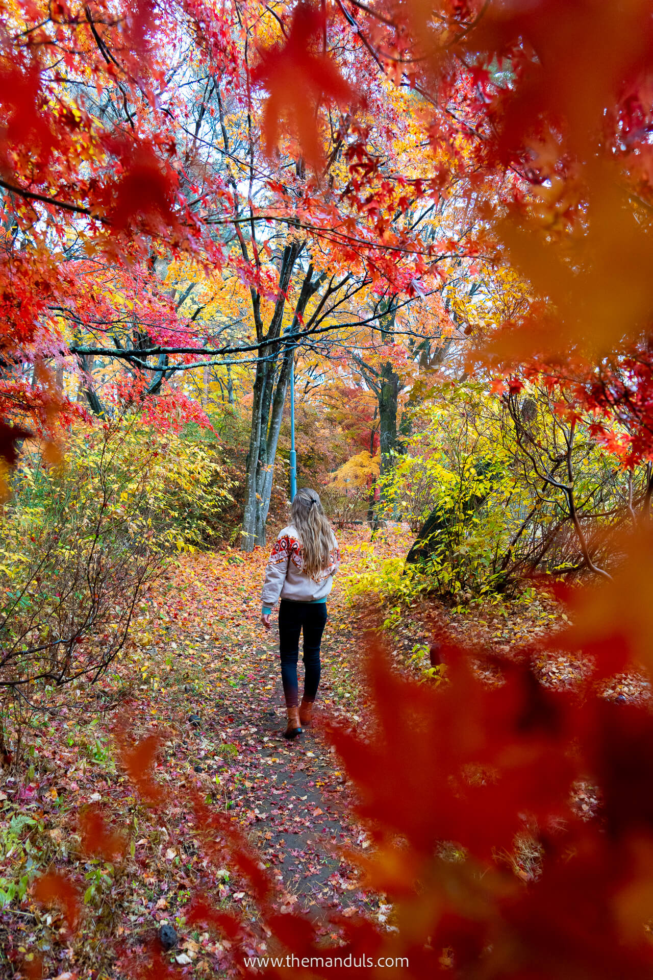 Mount Fuji autumn foliage