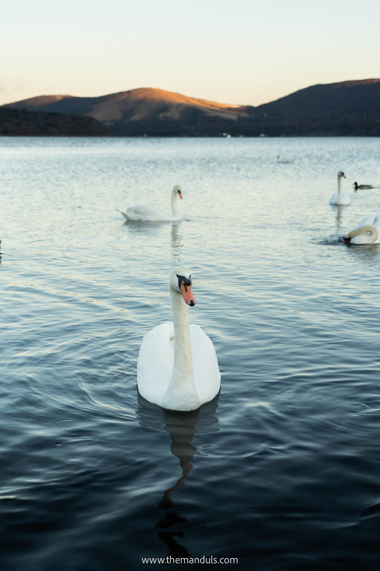 Things to do at Mount Fuji - Lake Yamanakako swans